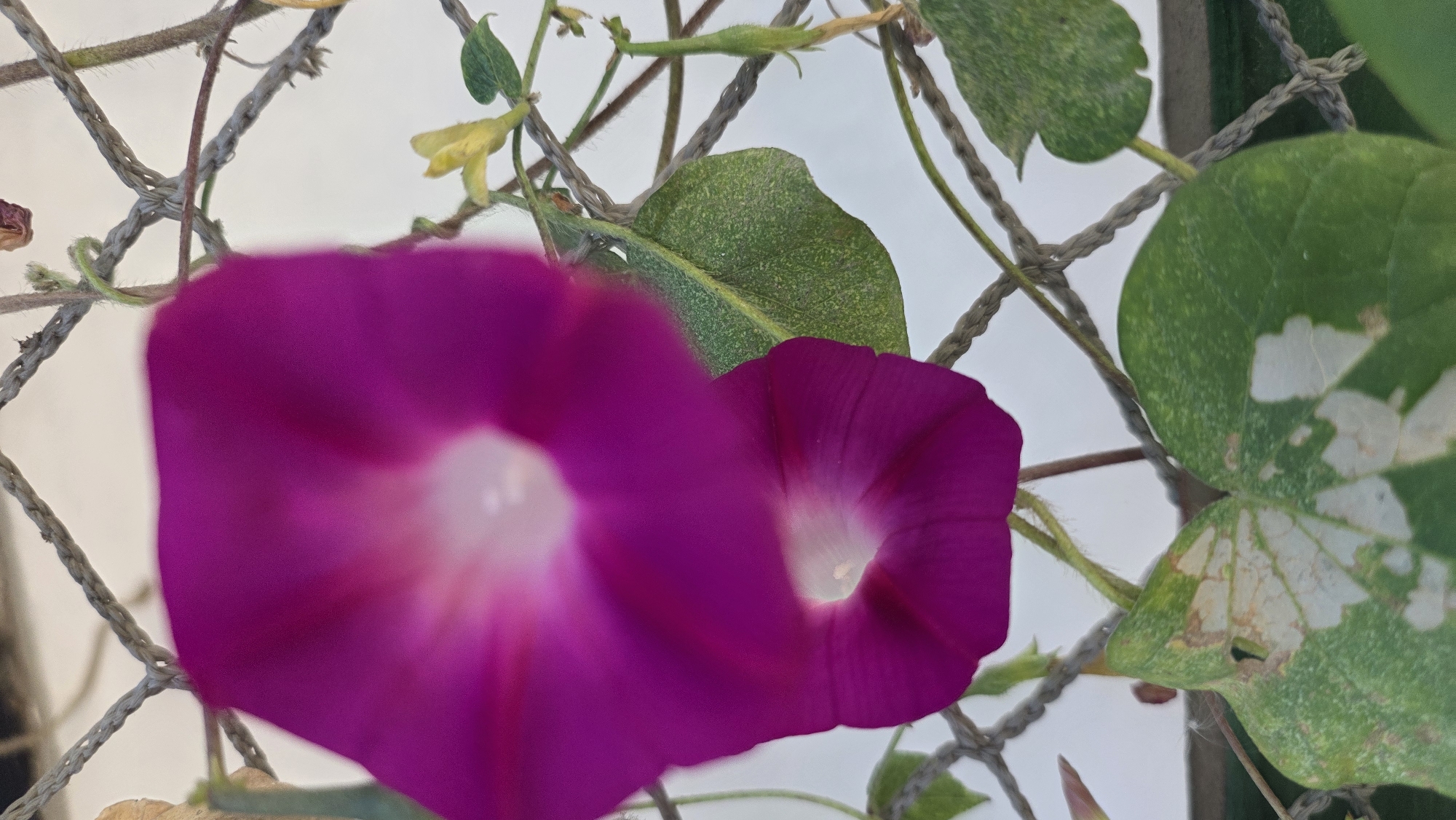 The image shows a close-up view of two magenta morning glory flowers with white centers, hanging from a vine intertwined with a grey, rough-textured net. The flowers are the primary subjects, with one in sharp focus in the lower half of the frame and another, slightly blurred, above it. Several green leaves are visible, some with white patches, indicating potential damage or a variegated pattern. The background is a soft, white or very light grey, suggesting an overcast sky or a plain wall. The scene appears to be outdoors, possibly in a garden or on a balcony, in Tokmok City, Kyrgyzstan. The net suggests a support structure for the climbing plant. The overall impression is of natural growth against a man-made barrier.