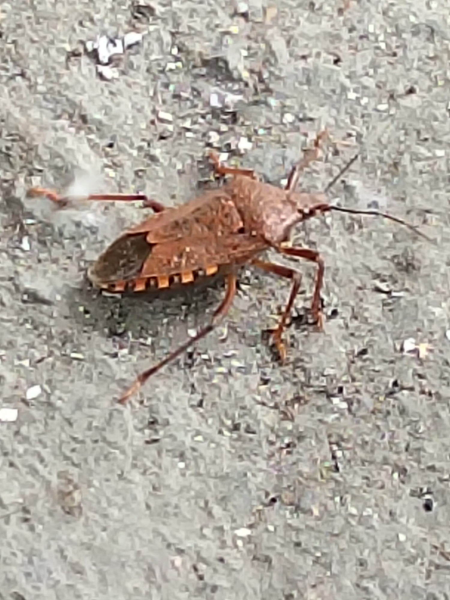 A brown insect with orange and black markings on its abdomen is seen on a textured grey surface, possibly concrete or asphalt. The insect has long, thin legs and antennae. The surface has a rough, granular texture with some small white or reflective specks scattered throughout. The lighting suggests it is daytime. The location is identified as the city of Almaty, Kazakhstan.