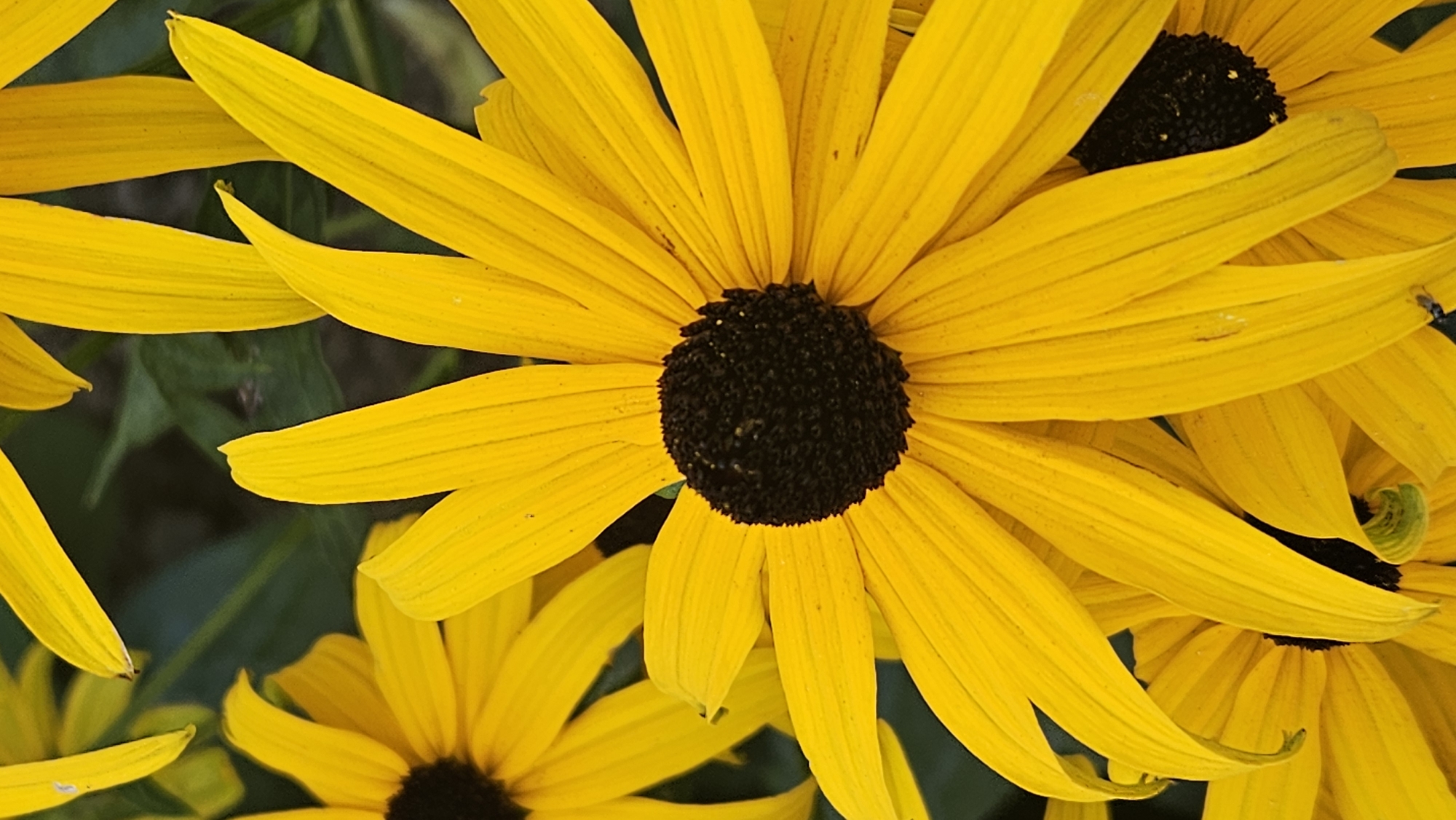 A close-up, vertical, eye-level shot showcases a cluster of bright yellow Black-Eyed Susans in bloom, set against a dark green, blurred background of foliage. The flowers, with their prominent dark brown to black centers, fill the frame, their petals radiating outwards. The focus is sharp on the central flower and its immediate neighbors, highlighting the texture and delicate veins of the petals. Some petals exhibit slight curls or bends, adding dimension to the composition. The overall lighting is natural and bright, emphasizing the vibrant yellow hue of the flowers. The scene is characteristic of a garden or natural setting, likely outdoors. No specific landmarks within the city of Prešov, Slovakia are identifiable in the image.