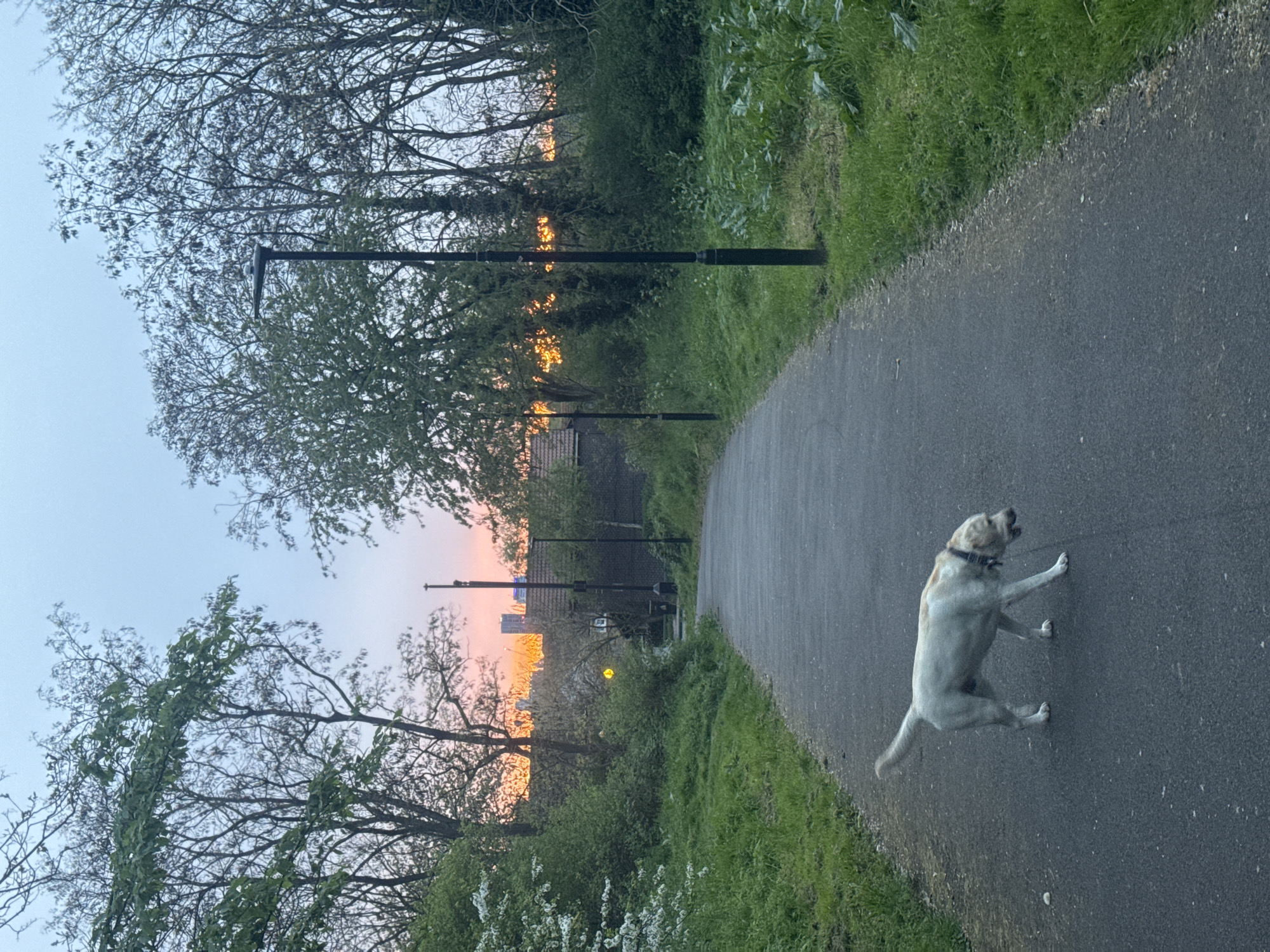 A slightly rotated medium shot shows a tan dog with a black collar running along a grey asphalt path bordered by green vegetation on both sides. The path appears to lead towards a distant, blurred cityscape silhouetted against a pale orange sky suggesting either a sunrise or sunset. Overhead, bare branches of trees are visible, interspersed with modern-style street lamps. The scene suggests an urban park or greenway at dawn or dusk. Without further details or more context, this location cannot be precisely placed in London, UK.