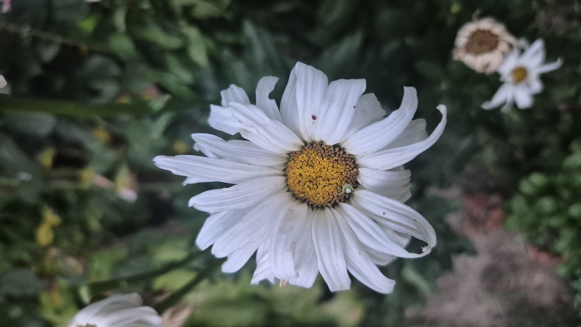 A close-up, low-angle, full-shot photograph showcases a white daisy with a yellow center in a garden setting. The daisy, the primary subject, is slightly wilted, with some petals curving inward and downward. In the center of the daisy, a small, light-green spider is visible, its legs extended. The background is a blur of green foliage, with hints of yellow and pink flowers, creating a soft-focus effect. In the bottom right corner of the image, two smaller, out-of-focus daisies are present; one is white with a yellow center, and the other is dried and brown. The overall lighting suggests an overcast day. This scene is located in Lovech, Bulgaria, specifically within the park area near the covered bridge.