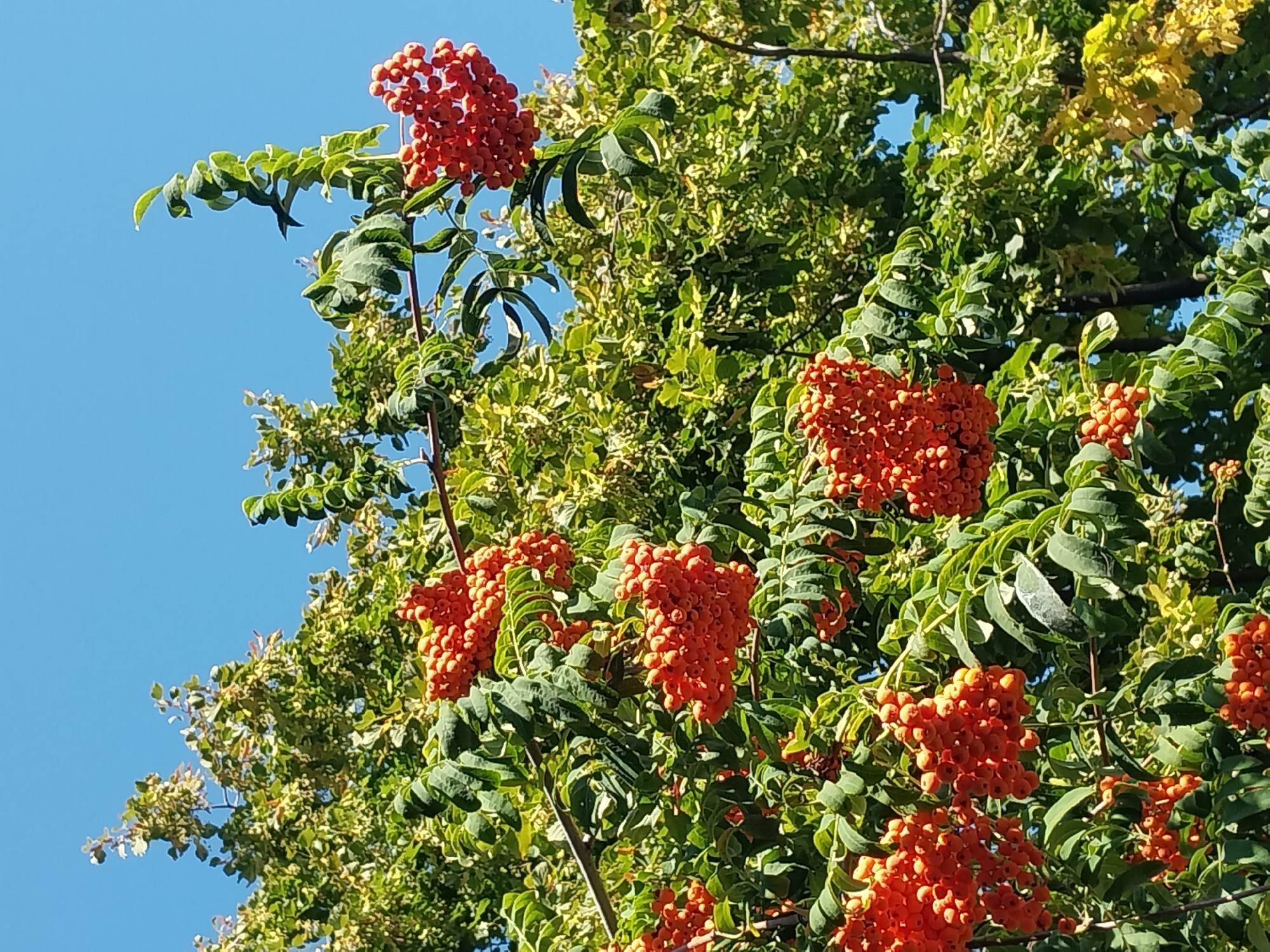 In Doslidne, Ukraine, a cluster of vibrant orange rowan berries hangs from a tree branch against a clear blue sky. The berries are clustered in rounded bunches, with individual berries appearing small and spherical. Lush green leaves, some showing hints of yellow, surround the berries, creating a rich contrast. The image captures a close-up view of the natural beauty of the tree's fruit, likely during the autumn season. The background is dominated by the expansive, cloudless sky, suggesting a bright, sunny day.