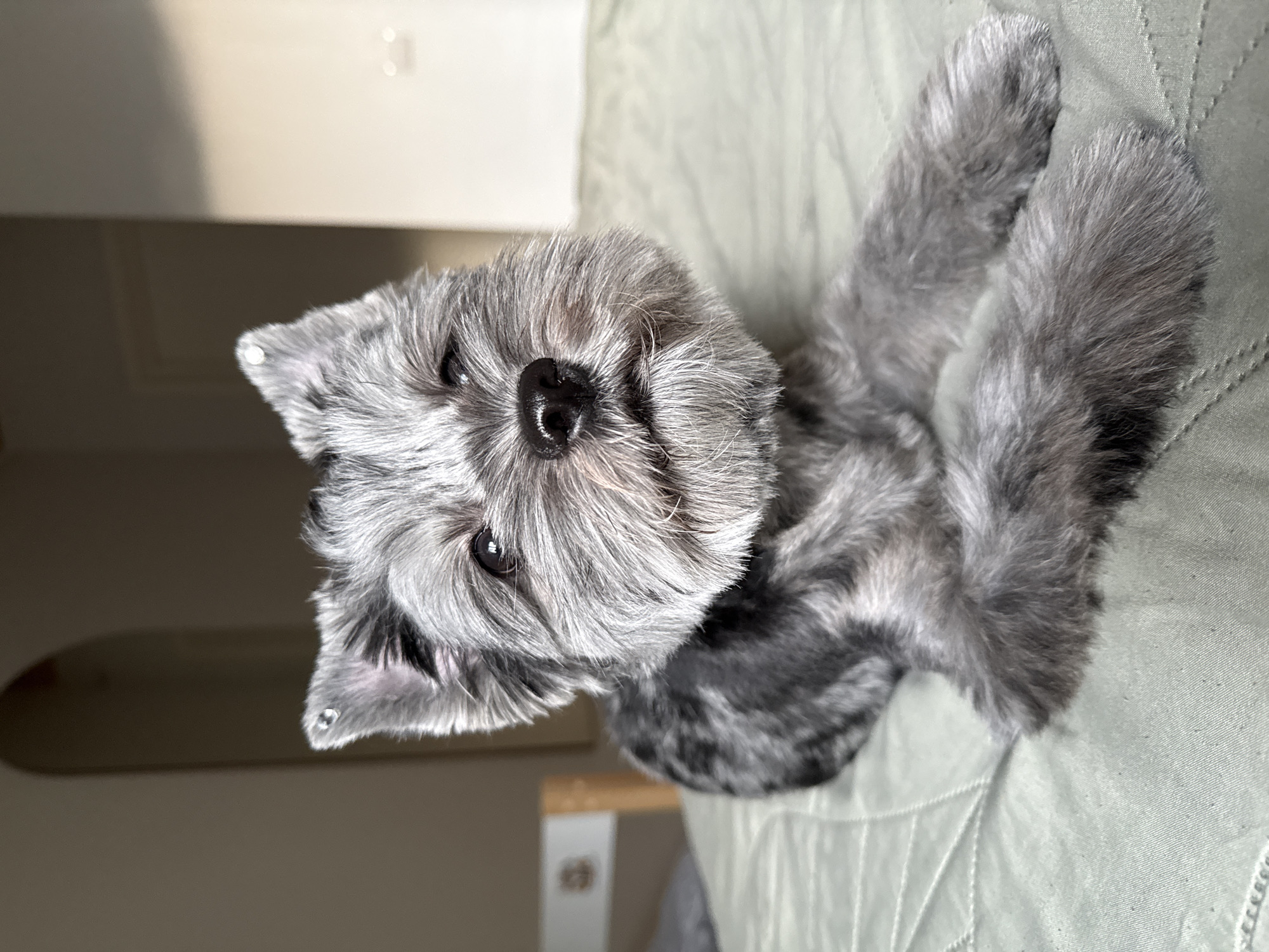 A small, grey-haired dog with upright ears is lying on a textured green surface. The dog's head is tilted slightly to the left, and its eyes are looking upwards. The dog has a dark nose and a fluffy beard. The background is out of focus and appears to be an indoor setting with soft lighting. The location is not specified in the image or the provided context.
