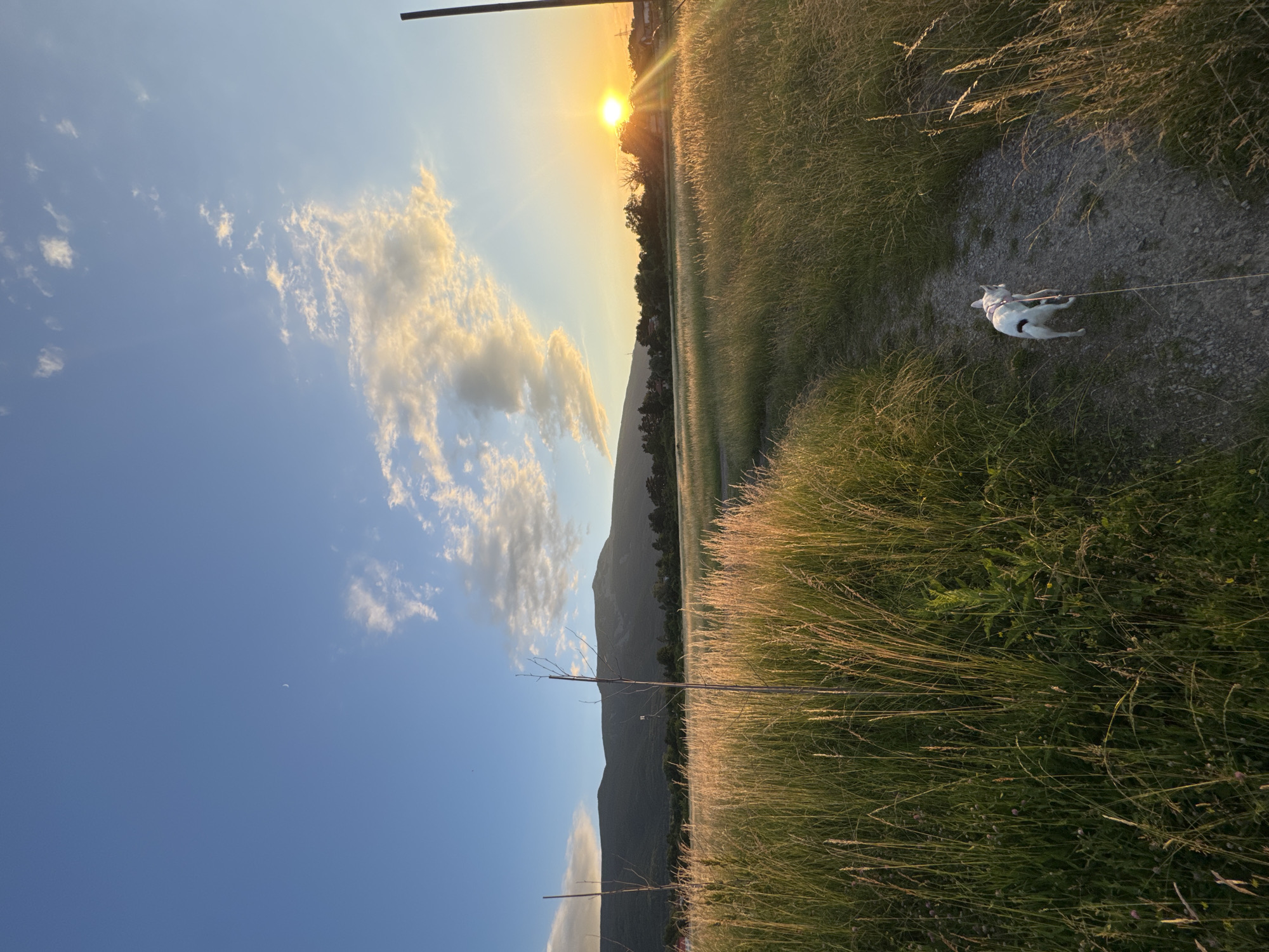 The image depicts a scenic sunset over a grassy field with a mountain range in the background. The sun is setting in the right portion of the frame, casting a warm glow over the landscape. The sky is a vibrant blue with scattered clouds that are illuminated by the setting sun. In the foreground, a dirt path winds through the tall, golden grass. A small, white dog with black markings is walking on the path, attached to a leash. The dog is facing away from the camera. The scene appears to be in a rural or semi-rural area. Given the characteristic mountain silhouette in the background, this location is likely Vitosha Mountain, which overlooks the city of Sofia, Bulgaria.