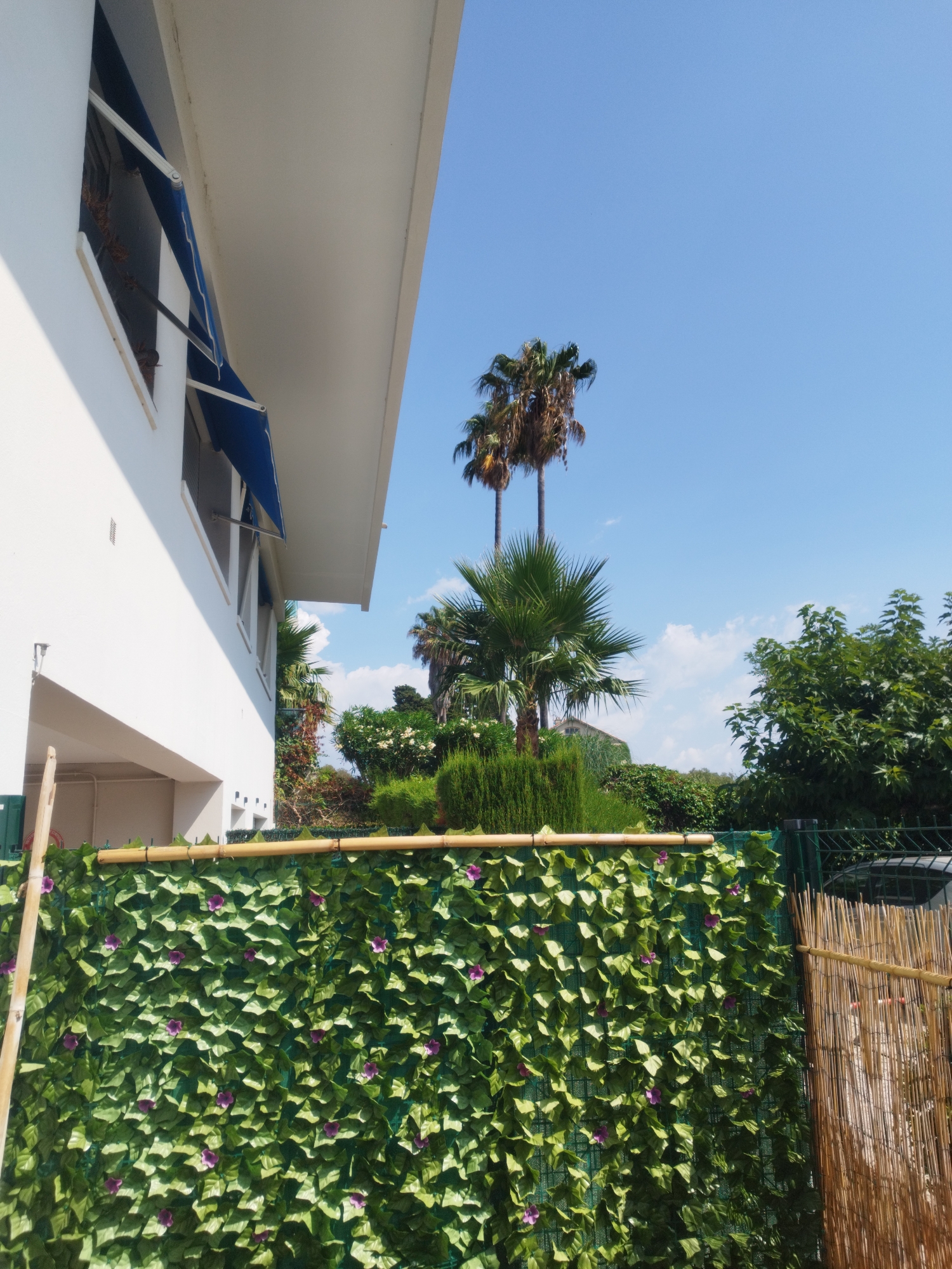The image depicts a residential building with a white facade and blue awnings over windows, suggesting a warm climate. A fence covered with artificial green foliage and small purple flowers runs along the foreground. Beyond the fence, there are palm trees, lush green bushes, and a clear blue sky with scattered clouds, indicating an outdoor scene. The architectural style and vegetation are consistent with the Mediterranean coast, specifically Antibes, France, a city known for its coastal charm and abundant sunshine. The image is taken on a clear, sunny day.