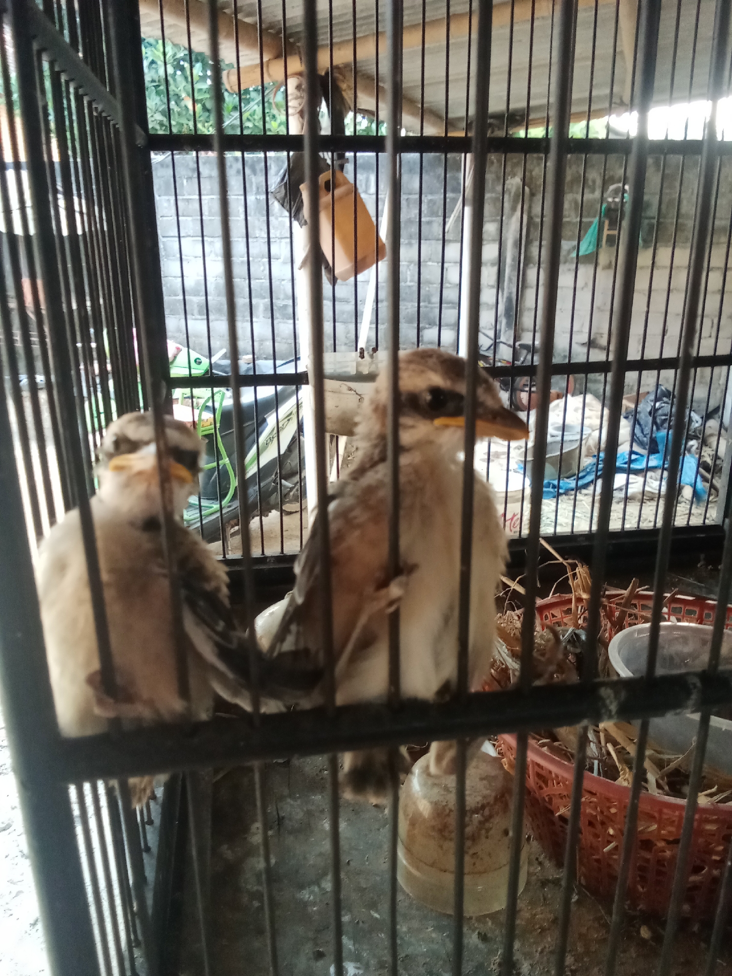 Two young birds are inside a black metal cage. The birds are light brown with darker brown markings around their eyes and on their heads. They have yellow beaks. The cage appears to be outdoors, with a corrugated roof overhead. Behind the cage, a brick wall and some foliage are visible. To the left, a portion of a motorcycle is visible. In the background, there are various objects including plastic containers, baskets filled with hay or straw, and some blue fabric. The ground appears to be a rough, grey surface. The scene suggests an informal outdoor enclosure, possibly in a residential or rural setting within Indonesia.
