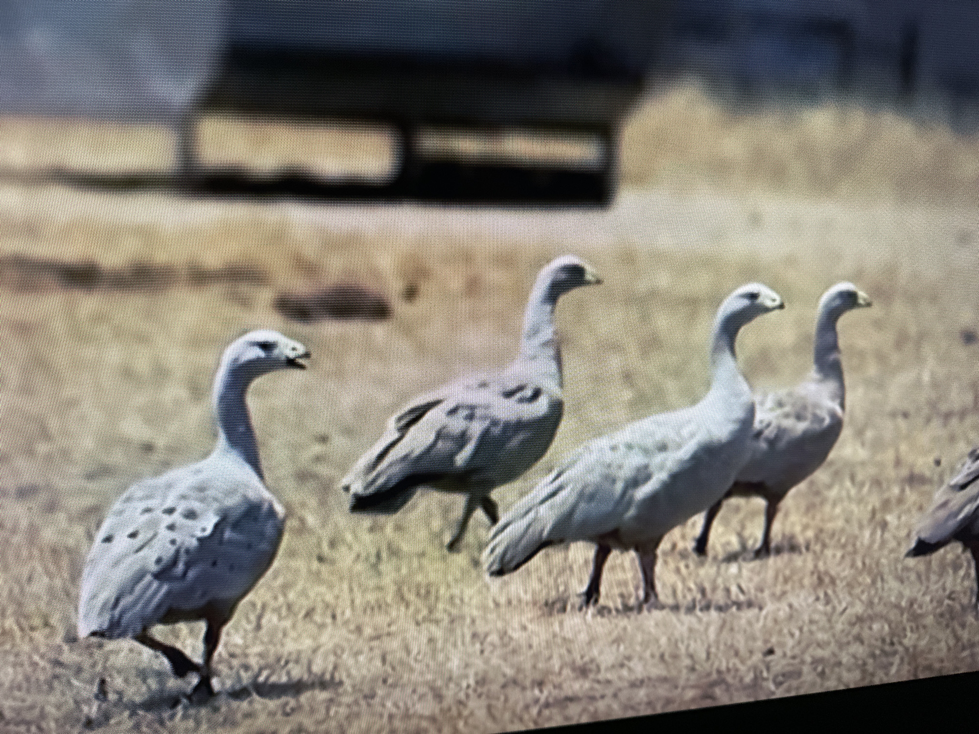 Four grey geese stand on dry, patchy grass. The geese are in a line, with the closest goose on the left. The geese have dark eyes and beaks. In the background, a blurred structure with horizontal elements is visible. The scene is outdoors, likely in a park or natural area. The image quality is low, with visible pixelation. There are no humans or any specific landmarks that would indicate a location in Krasnodar, Russia.