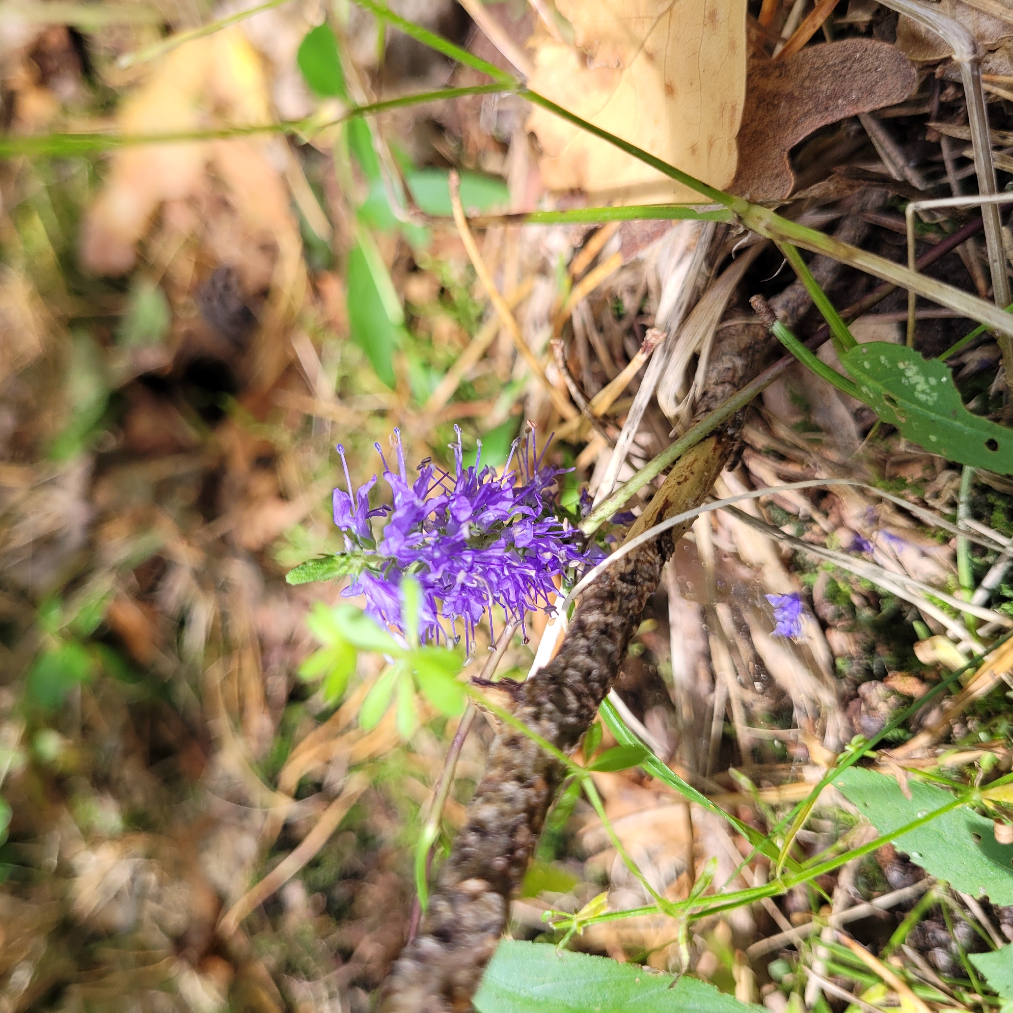 A close-up, low-angle outdoor shot features a cluster of small, vibrant purple flowers growing on a thin green stem. The flowers have delicate petals and long, slender stamens. The plant is positioned in the foreground, slightly to the left of center. It is surrounded by a natural environment with dry, brown grasses, fallen leaves, and twigs scattered on the ground. A small, dark brown twig with rough texture runs horizontally across the middle left of the frame, partially obscuring the lower portion of the flower. In the background, the scene is blurred, suggesting a shallow depth of field, with tones of brown, green, and some lighter yellowish-brown foliage. The lighting appears natural, casting soft shadows. The image does not contain any people or visible man-made structures. The setting suggests a natural area, potentially a forest floor or a meadow. Jūrmala, Latvia is a coastal city known for its extensive pine forests and sandy beaches, which could provide such an environment.
