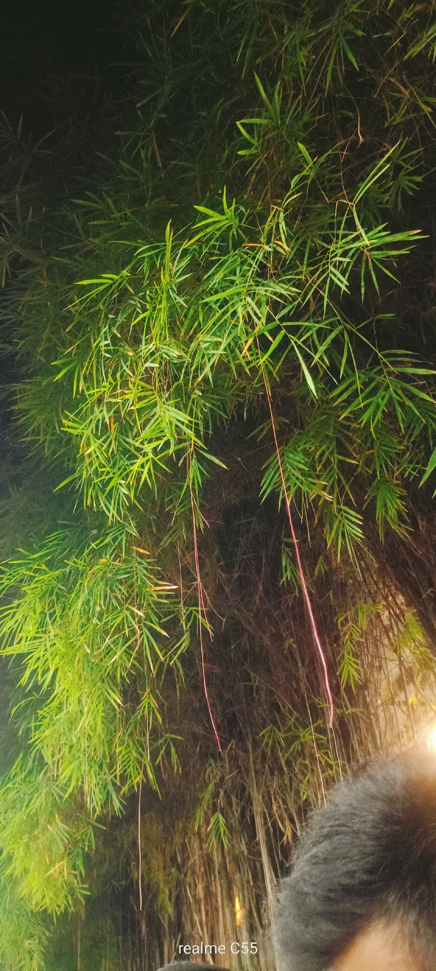 The image displays a vibrant nighttime scene of a dense bamboo thicket in Lhokseumawe, Indonesia. The majority of the frame is filled with lush green bamboo leaves, which are brightly illuminated from below or the side, creating striking contrasts against the dark, shadowy background. Long, thin, reddish-pink strands, possibly aerial roots or some form of luminous plant matter, hang vertically through the foliage, adding a unique visual element. The perspective is taken from a low angle, looking upwards into the bamboo canopy. In the bottom right corner, a portion of a person's dark hair and scalp is visible, indicating their close proximity to the bamboo. The artificial lighting highlights the textures and shapes of the leaves, contributing to a tranquil and atmospheric setting. The only visible text, "realme C55," is watermarked in the lower right corner. The image captures a static moment, focusing on the beauty of the illuminated bamboo at night.