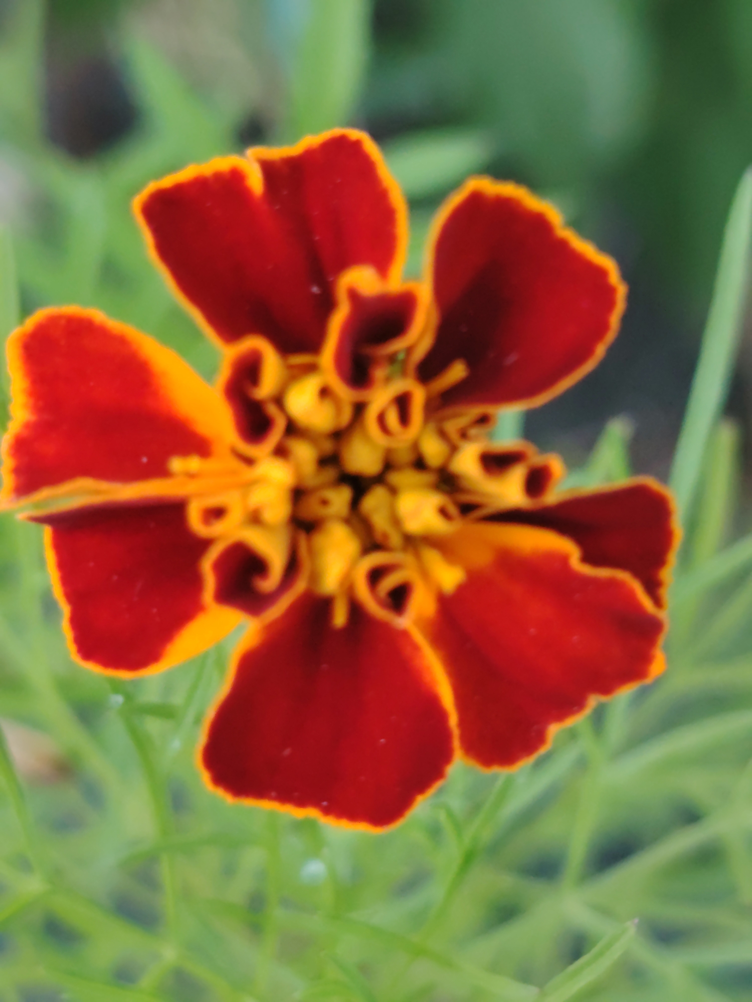 A close-up, slightly blurred shot shows a blooming marigold flower. The flower has deep red outer petals with a bright orange-yellow border. The center of the flower is a cluster of ruffled yellow petals. The flower is surrounded by soft-focus green foliage. The image is a vertical orientation. The specific location in the city of Unknown, Ukraine is not ascertainable from the provided image.