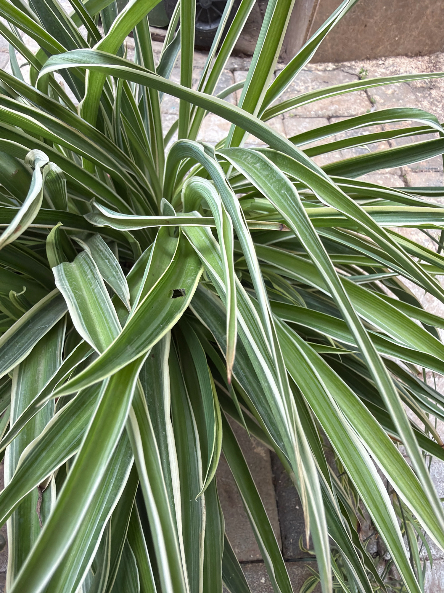 A close-up, high-angle outdoor shot showcases a variegated spider plant with long, arching leaves. The leaves are a vibrant green with creamy white stripes along their edges. Some leaves are curled and bent, while others are straighter. A small hole is visible on one of the leaves. The plant is situated on a paved surface composed of rectangular, greyish-brown bricks arranged in a herringbone pattern. The background is out of focus, but hints of what appears to be a darker object and more paving stones can be discerned. The lighting suggests it is daytime. The scene is located in Pune, India.