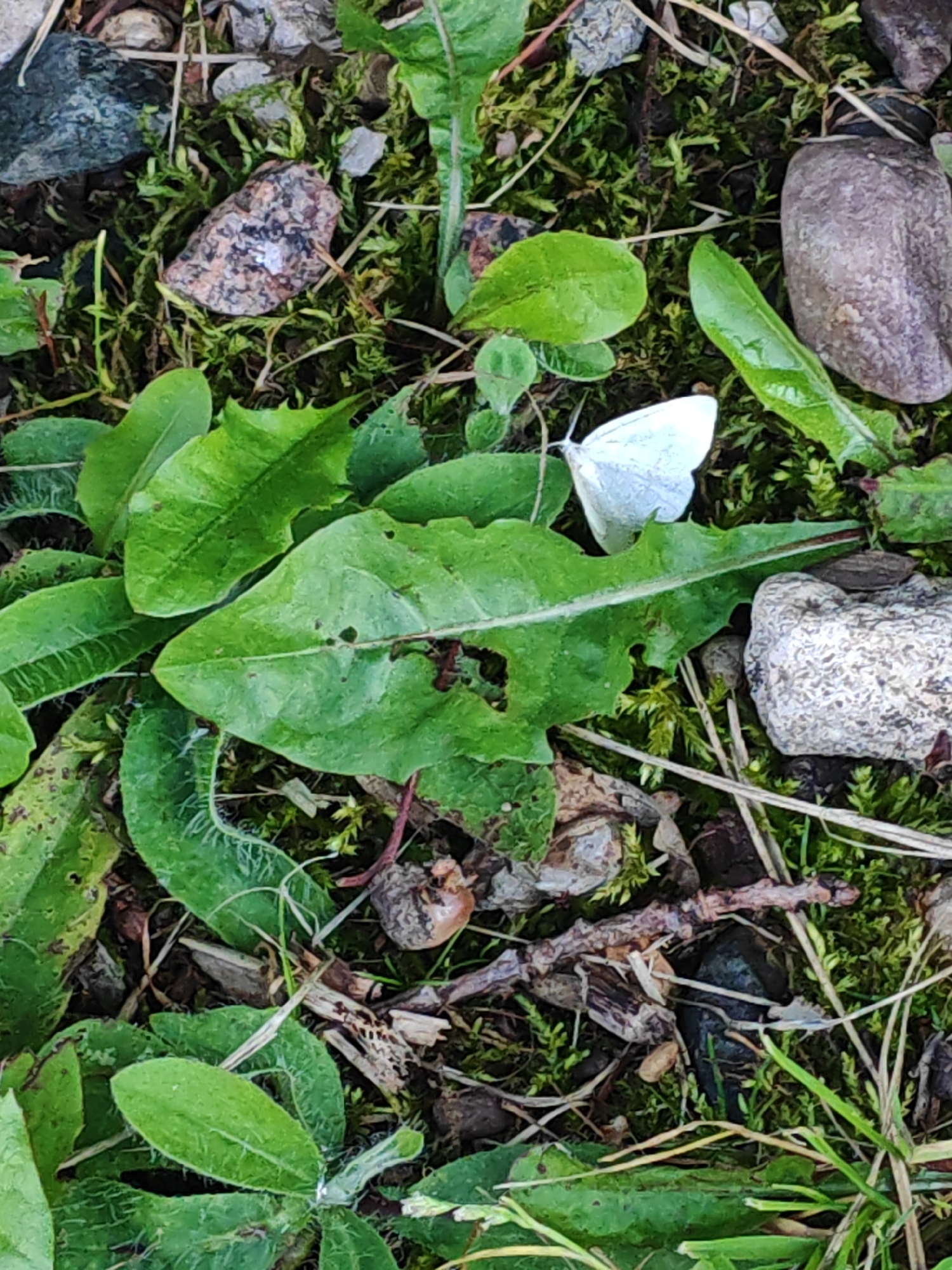 The image shows a close-up, high-angle view of a white butterfly resting on a green dandelion leaf. The butterfly is positioned on the right side of the leaf, with its wings spread open. The leaf itself is broad with jagged edges and shows signs of minor damage, including small holes. Surrounding the leaf and butterfly is a mossy ground covered with small stones, twigs, and other organic debris. The overall environment appears to be natural and terrestrial. The location is identified as Rosinka, Russia.