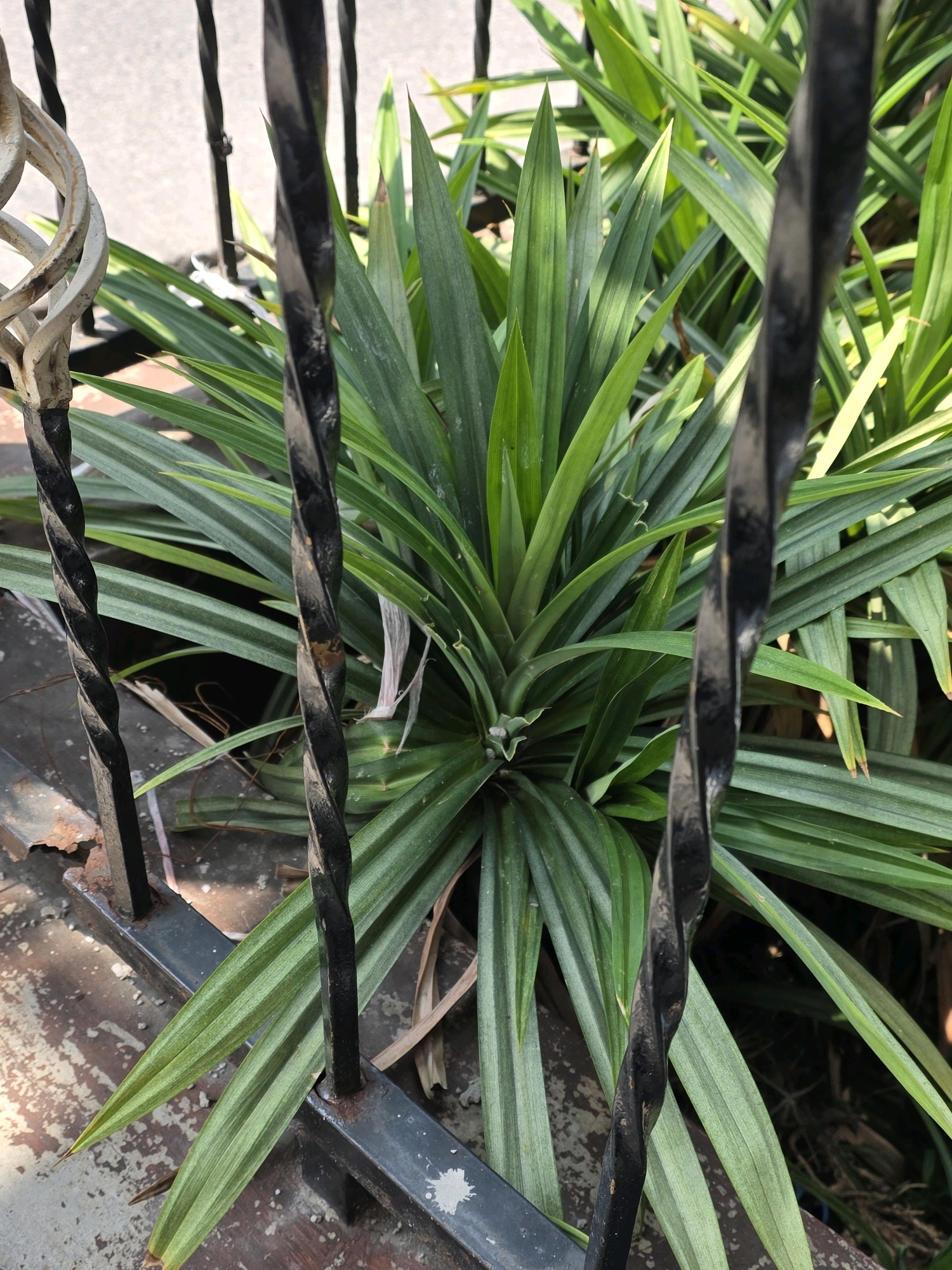 The image shows a close-up view of a green pandan plant growing behind a black metal fence. The fence posts are twisted metal, and some are slightly rusted. The plant has long, spiky green leaves that are characteristic of pandan. The background is blurred but appears to be a street or pathway. The lighting suggests it is daytime. There are no people or animals visible in the image. The scene is likely an outdoor environment in a residential or public area in Bojongsoang, Indonesia, as indicated by the presence of the pandan plant and the style of the fence.