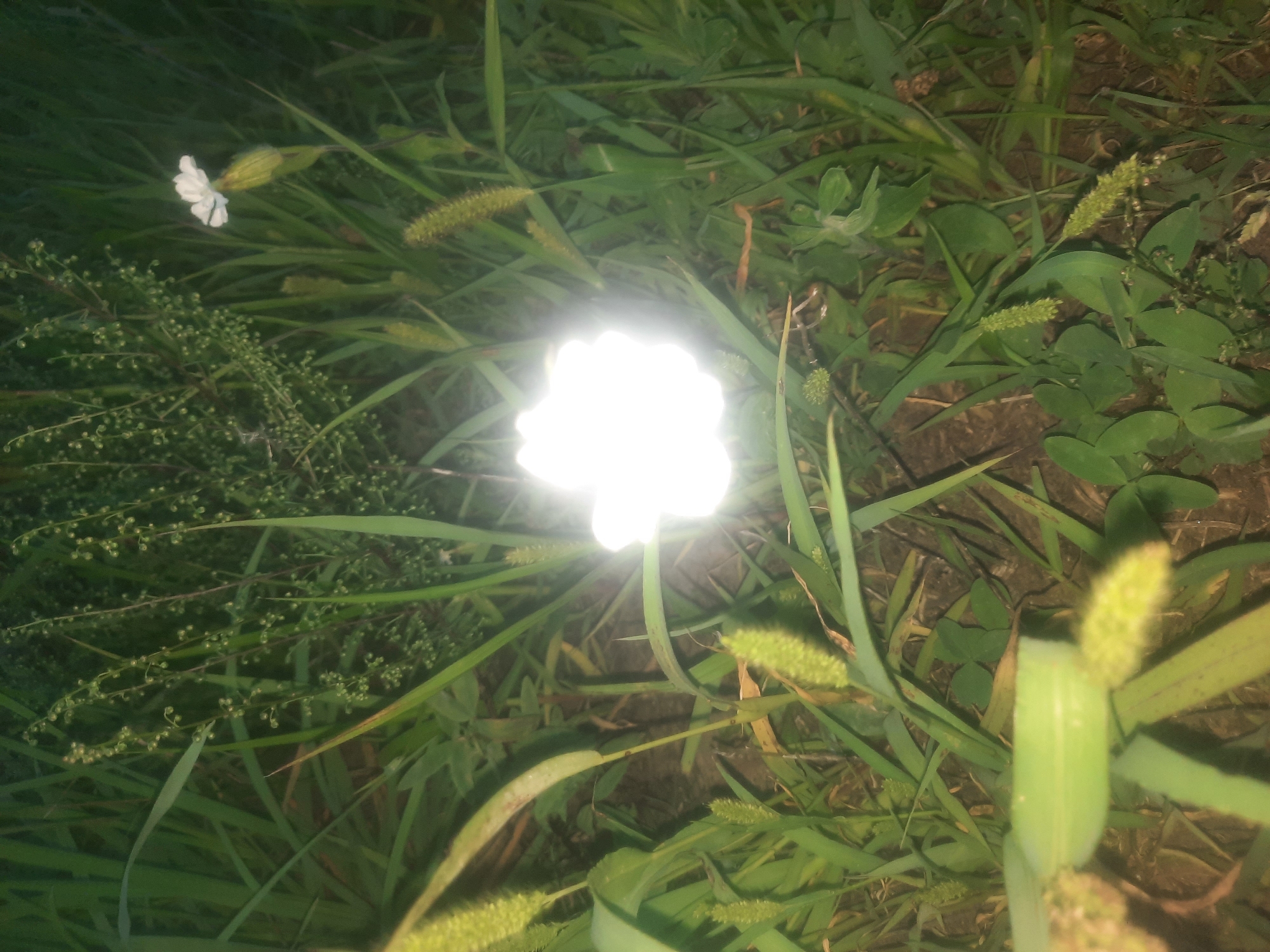 The image captures a close-up, low-angle view of green grass and other vegetation at ground level. A bright, circular light source, likely a camera flash or a handheld light, is positioned centrally and is overexposed, obscuring details within its immediate vicinity. To the right of the bright light, a small white flower with thin petals is visible, appearing to be in the early stages of bloom or with its petals slightly unfurled. The surrounding environment is dense with various types of grass, some of which have seed heads or small flowering clusters. The ground beneath the vegetation appears to be soil. The overall scene suggests an outdoor setting, possibly a field or a natural area within or near the city of Shklov, Belarus, illuminated at night. There are no people or discernible actions depicted.