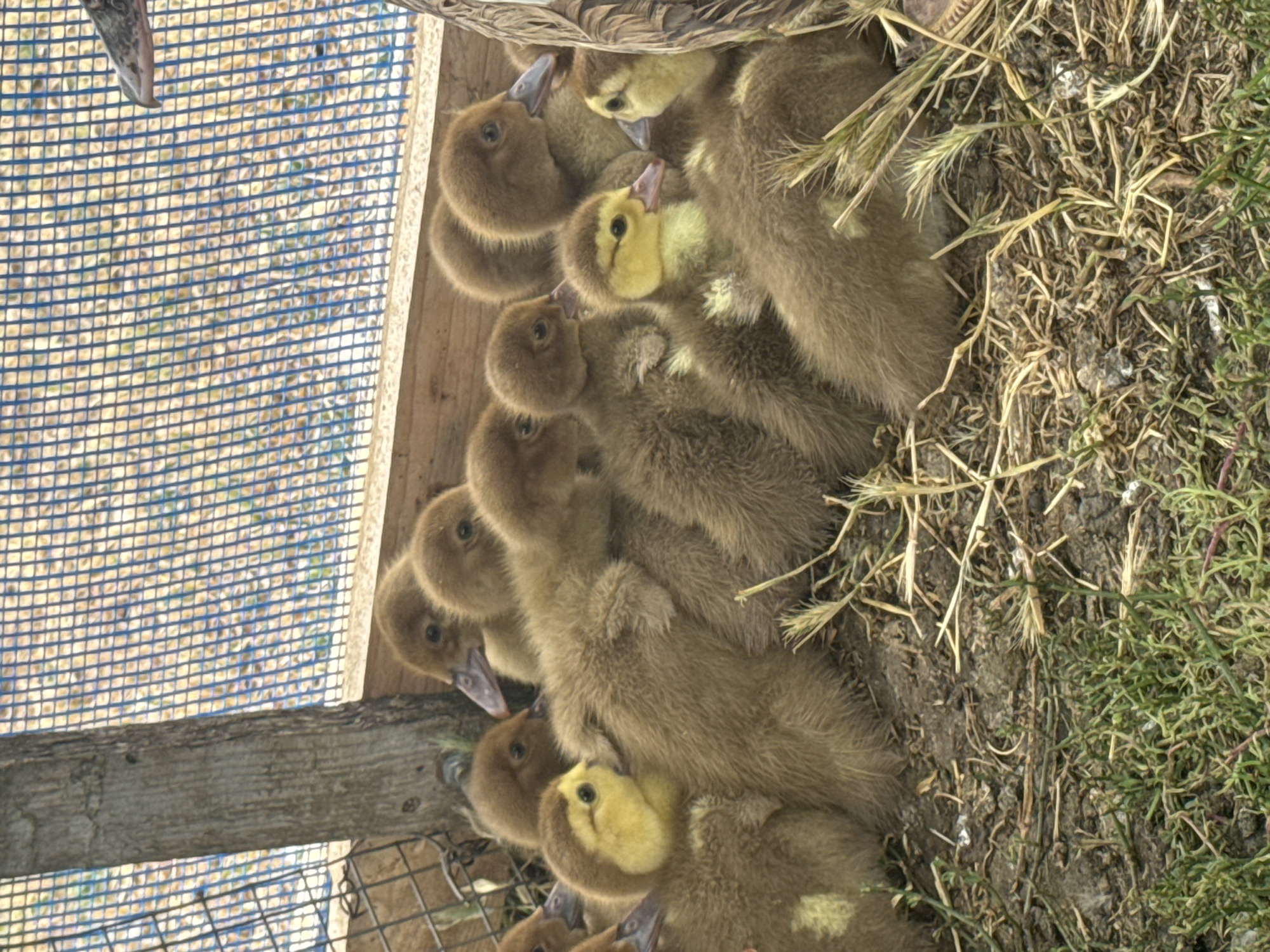 This image shows a group of brown ducklings huddled together inside a wooden enclosure with a blue wire mesh fence. The ducklings are fluffy and appear to be young. Some of them have yellow markings on their faces. The ground beneath them is a mixture of dirt, grass, and straw. A wooden post is visible on the left side of the enclosure. The overall scene suggests a farm or rural setting. The image was taken in Shcherbanka, Ukraine.