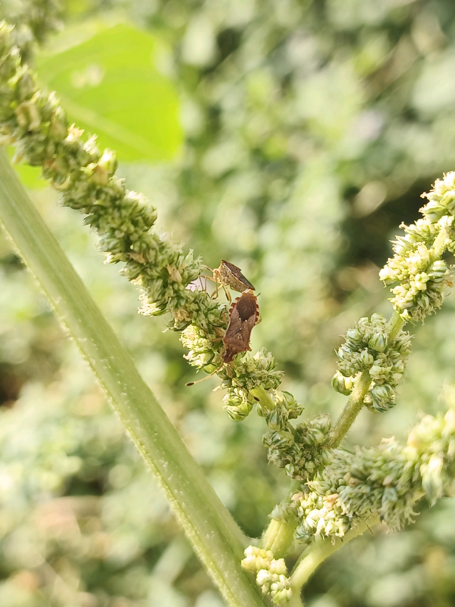 Two shield bugs are on a green, fuzzy plant stalk. The bugs are brown with darker markings. The background is blurred green foliage.