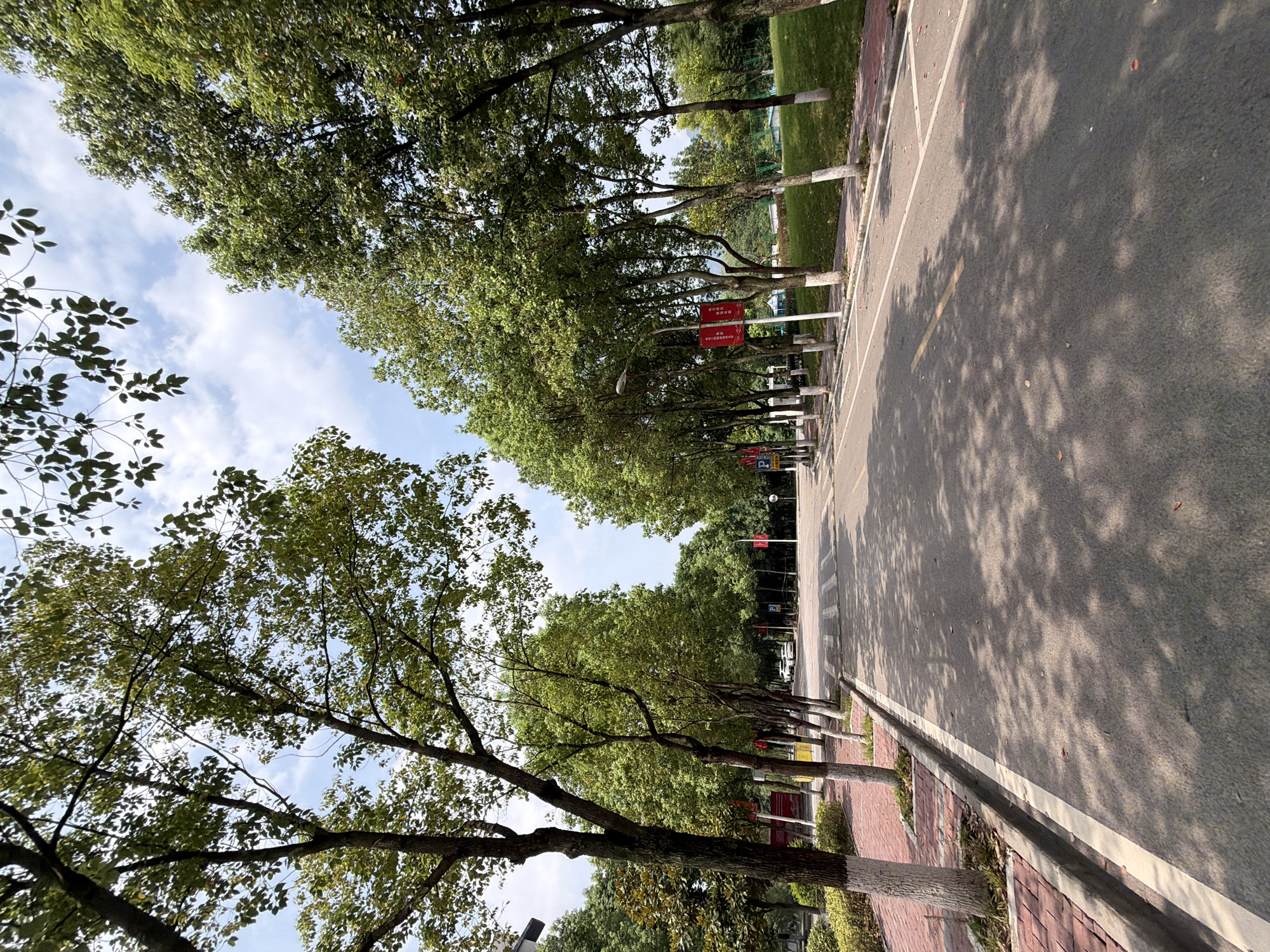 The image shows a tree-lined road in the city of Jiangjin, China. The road is paved with asphalt and has a yellow line down the center. There are white lines marking the lanes. On the left side of the road is a sidewalk made of red bricks, with trees planted along it. The trees have white-painted bases. Red banners are hung on some of the lampposts along the sidewalk. On the right side of the road is a grassy area with more trees. The sky is blue with some clouds. There are a few cars parked in the distance. The scene appears to be peaceful and well-maintained, with a focus on greenery and nature.