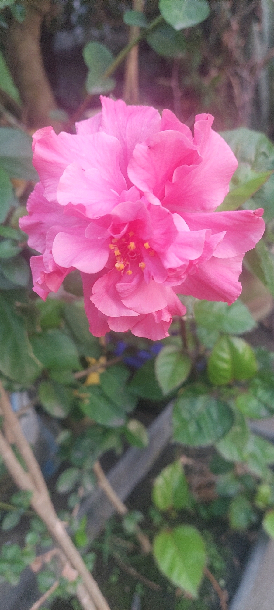 A close-up, vertical shot captures a vibrant pink hibiscus flower in full bloom, its petals delicately layered and slightly ruffled. The center of the flower reveals a cluster of yellow stamens. The flower is surrounded by lush green foliage and blurred branches, suggesting an outdoor garden setting. In the background, hints of a blurry, light-colored object and dark vertical elements could be indicative of a wall or fence. The overall lighting suggests it might be daytime, possibly overcast, as there are no harsh shadows. The image does not depict any people, animals, or specific urban features. While the image is taken in the city of Lumajang, Indonesia, there are no specific landmarks or context within the frame to pinpoint a precise location within the city. The scene is serene and focuses solely on the beauty of the flower and its immediate natural surroundings.