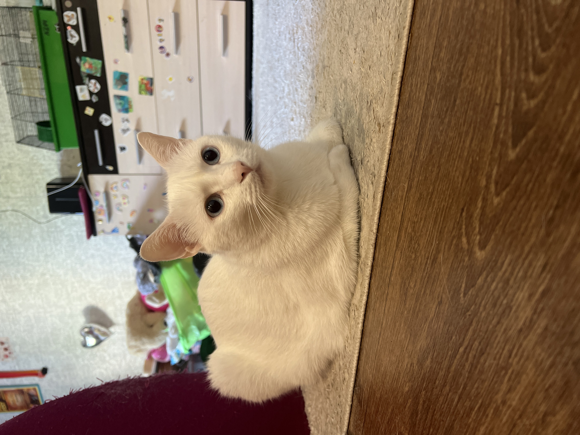 A white cat with blue eyes is lying on a rug in front of a dresser. The cat is facing the camera and appears to be relaxed. The dresser is white with drawers and knobs. There are several stickers on the dresser. Behind the dresser, there is a cage for small animals. The room is dimly lit. The cat is the main subject of the image. The environment suggests an indoor setting, possibly a bedroom or living room. There is no information to suggest this location is in the city of Horishni Plavni, Ukraine.