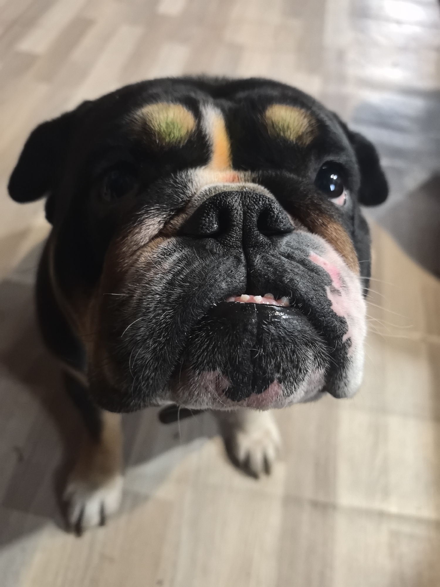 A close-up, upward-angled view of a black, tan, and white English Bulldog. The dog is looking directly at the camera with a slightly upturned gaze. Its wrinkled face and short, stubby teeth are visible. The background is a light-colored, wood-patterned floor. The city location of Noviy, Russia, is not evident in the image.