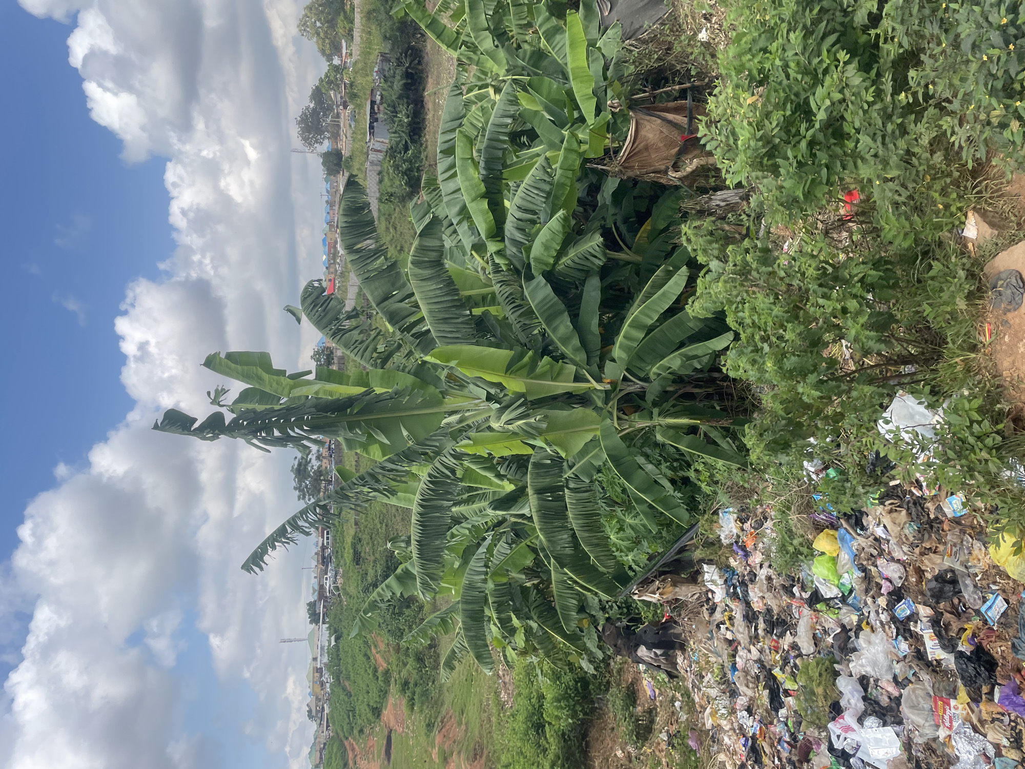 The image depicts a scene in Abuja, Nigeria, characterized by a large pile of refuse in the foreground. The refuse consists of various types of waste, including plastic bags, bottles, packaging, and other discarded materials, creating a significant environmental blight. Behind the trash pile, lush green banana plants dominate the mid-ground, their large leaves creating a dense canopy. Beyond the banana plants, the landscape slopes upward, revealing a residential area with buildings and a telecommunications tower in the distance. The sky above is partly cloudy with a mix of white clouds and blue sky. The overall impression is one of a stark contrast between natural vegetation and human-generated waste, set against a backdrop of urban development.