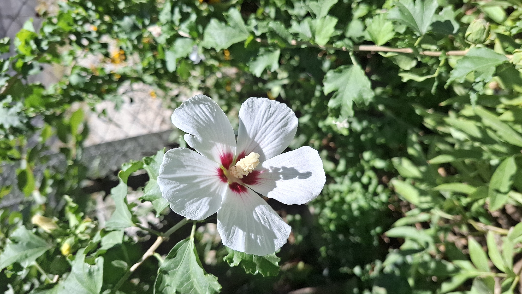 A close-up, vertical, outdoor shot shows a white hibiscus flower in the foreground, with its petals slightly drooping. The flower has a red center and a yellow stamen. The background is a blur of green foliage, suggesting a garden setting. The lighting indicates it is daytime, with shadows cast on the flower. The image does not contain any people or specific urban landmarks that would allow for identification of the city of Шұбарсу, Kazakhstan.