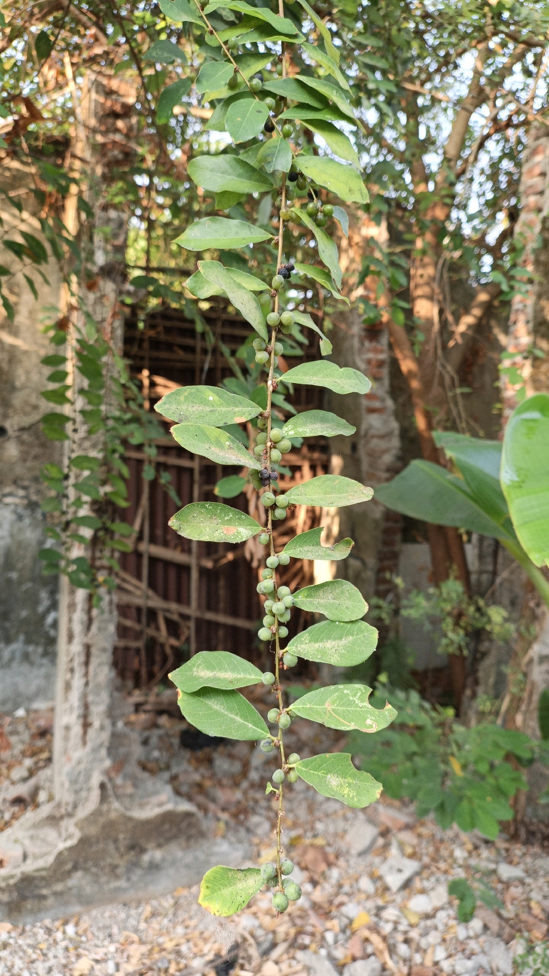 A long, thin vine with green leaves and small green berries hangs vertically in the foreground, with a few black berries visible. The vine is suspended in front of a weathered, rustic building. The building appears to be abandoned, with crumbling concrete walls and a wooden door that is partially open, revealing darkness within. The door is framed by what looks like rusting metal bars. Overgrown foliage, including the leaves of another plant to the right, obscures parts of the building and the background, which consists of trees and branches under a bright sky. The ground is covered in debris, including small rocks and dry leaves. The overall scene suggests an outdoor environment in a somewhat neglected urban or rural setting. The location is identified as Cikal, Indonesia. No people or animals are present in the image.
