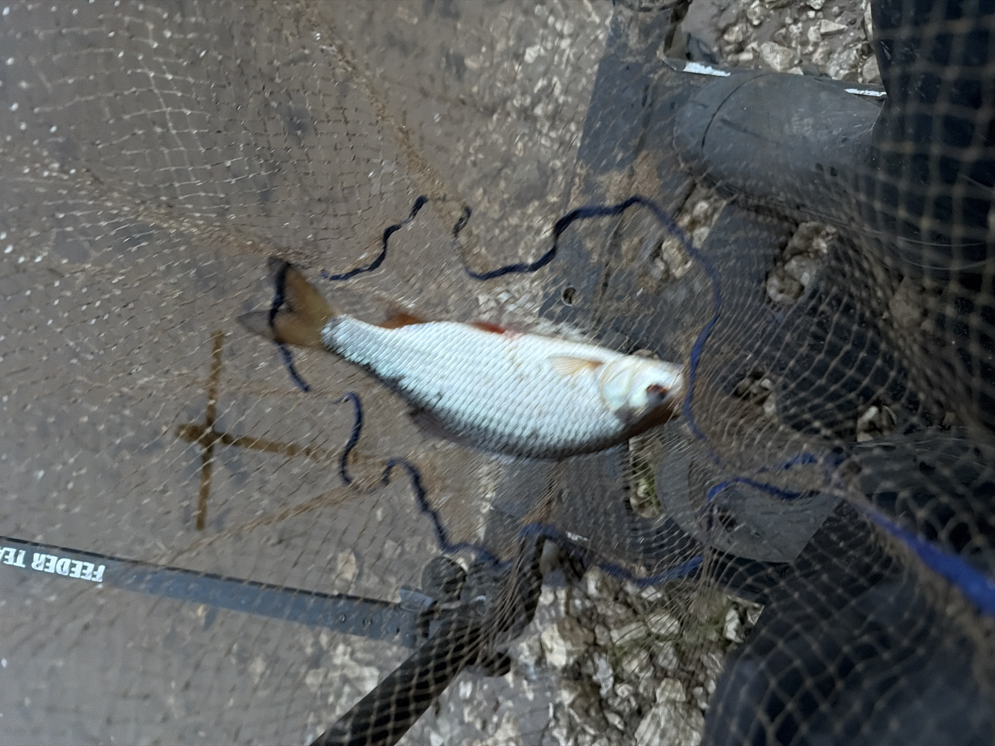 The image captures a small, light-colored fish, possibly a roach or rudd, resting inside a fishing net. The fish has white scales with a reddish tint near its fins and mouth. The net, likely a landing net, is made of dark mesh with prominent blue lines outlining its structure, and it is laid out on what appears to be rough, dirty or gravelly ground.
The scene depicts the immediate outcome of a fishing activity, with the caught fish secured within the net. Part of a black fishing rod or piece of fishing equipment is visible on the left side of the frame, partially obscured by the net. On this equipment, the text "FEEDER TEA" is visible in white lettering, suggesting it might be part of a brand name or gear type like "FEEDER TEAM" or "FEEDER TACKLE."
The setting is outdoors during daylight, indicated by natural, diffused lighting, possibly under an overcast sky, as there are no harsh shadows. The ground composition suggests a natural environment, such as a riverbank or lakeside, consistent with fishing. There are no people visible in the frame, but their presence is implied by the fishing gear and caught fish. The location context is Chaikovsky, Russia.