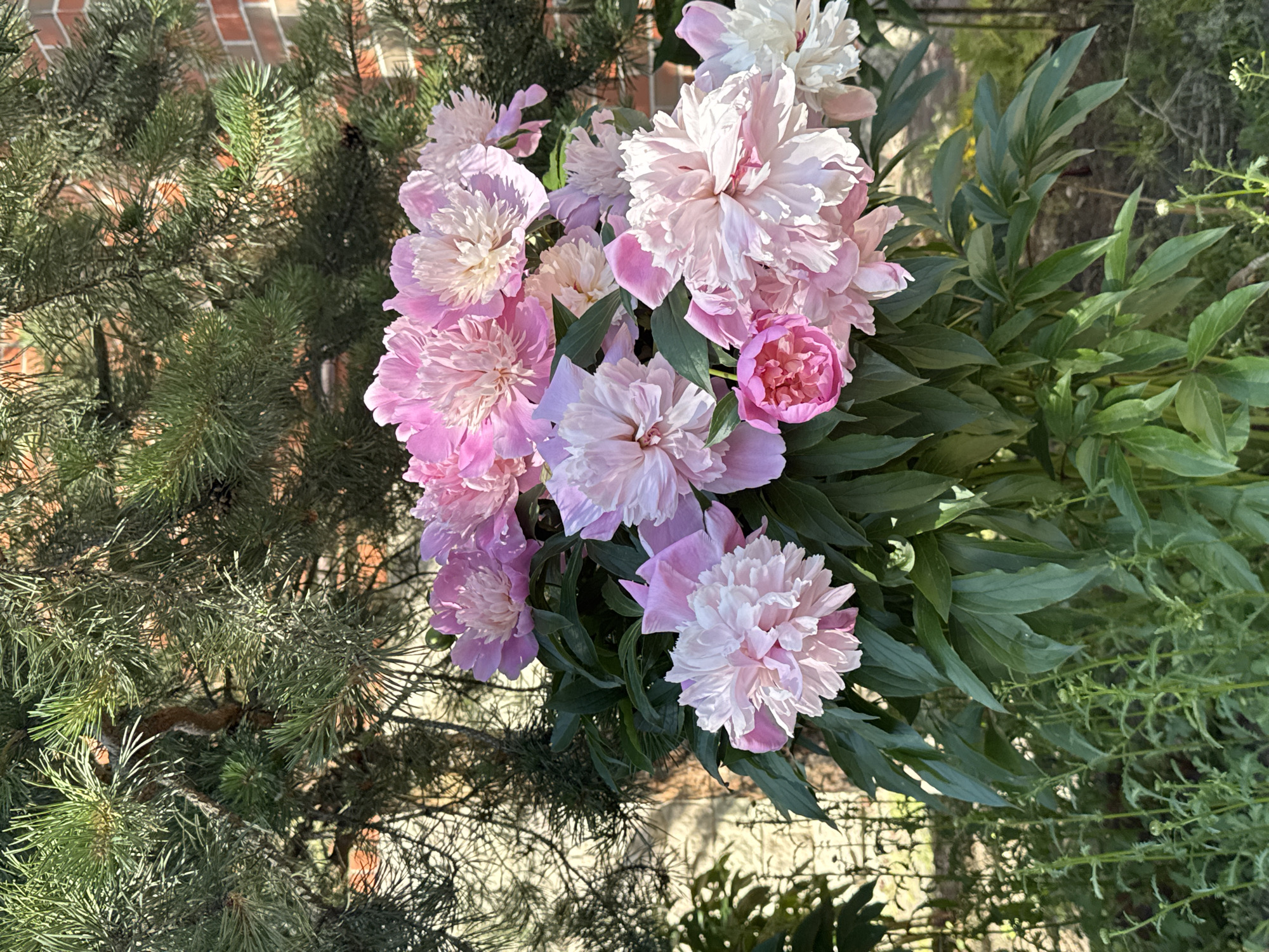 In Saint Petersburg, Russia, a bouquet of pink peonies is prominently displayed against a backdrop of lush greenery and a brick wall. The peonies, in varying shades of pink and white, are the central focus of the image, their delicate petals catching the sunlight. Behind them, the dark green needles of a pine tree create a natural frame, with hints of a rough brick wall visible through the branches. The environment appears to be an outdoor setting, possibly a garden or a park, with sunlight illuminating the scene and casting soft shadows. The overall impression is one of natural beauty and tranquility.