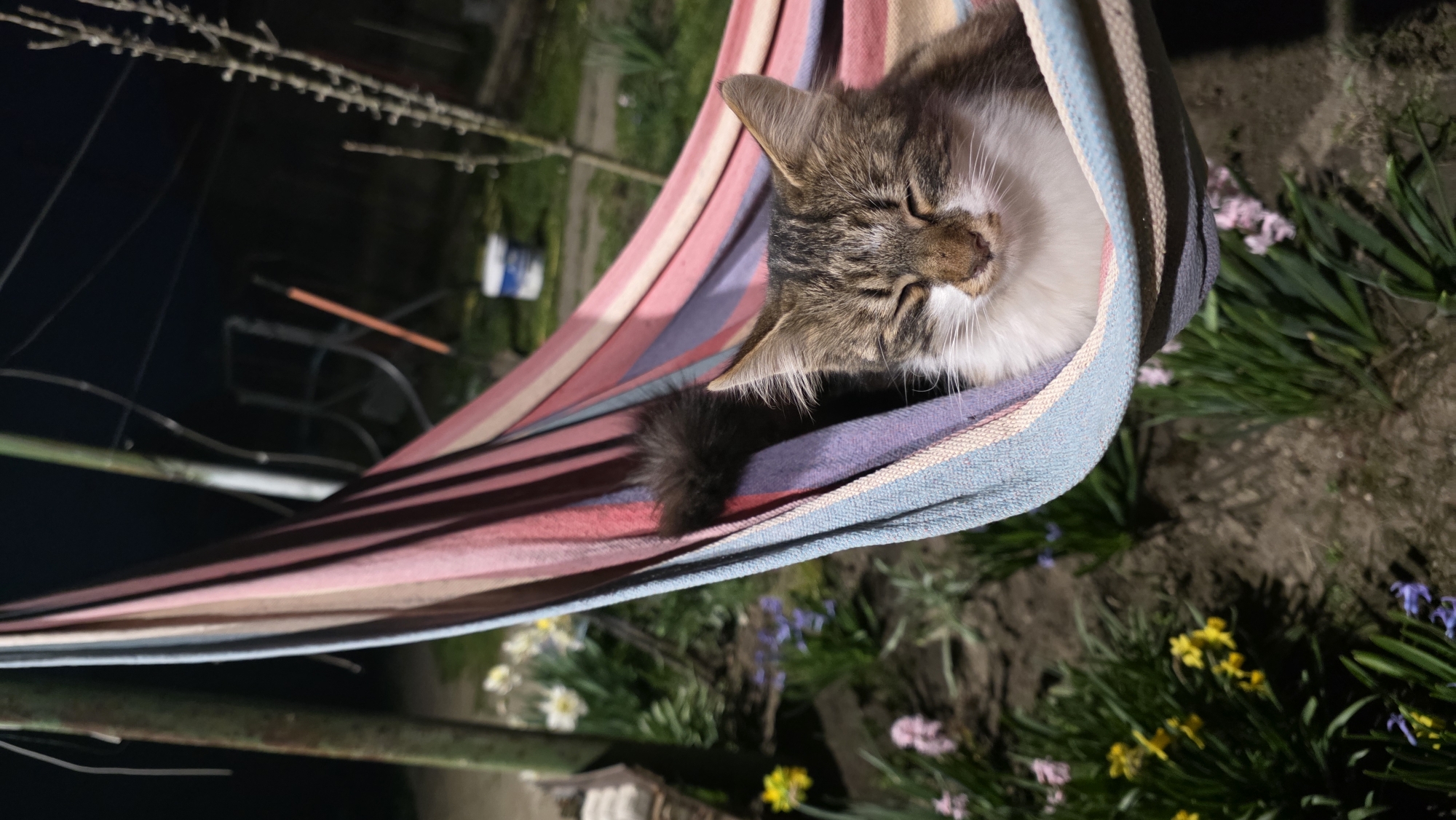 An outdoor, vertical format image depicts a domestic tabby cat sleeping in a striped fabric hammock at night, located in the city of Unknown, Unknown. The cat, exhibiting brown and grey tabby patterns on its head, back, and bushy tail with white fur on its chest, chin, and muzzle, has its eyes closed and is nestled comfortably within a hammock featuring blue, light blue, pink, purple, and red horizontal stripes. The hammock is suspended between two dark, likely metal, poles, one partially visible on the far left. The foreground consists of dark soil with vibrant green foliage and various blooming spring flowers, specifically yellow daffodils, purple/blue grape hyacinths, and pink hyacinths. The background is dark, indicating nighttime, with artificial illumination highlighting the central subjects. Visible in the blurred background are a white bucket, an orange-handled tool, and faint structural elements, possibly a trellis or frame, along with bare tree branches on the right.