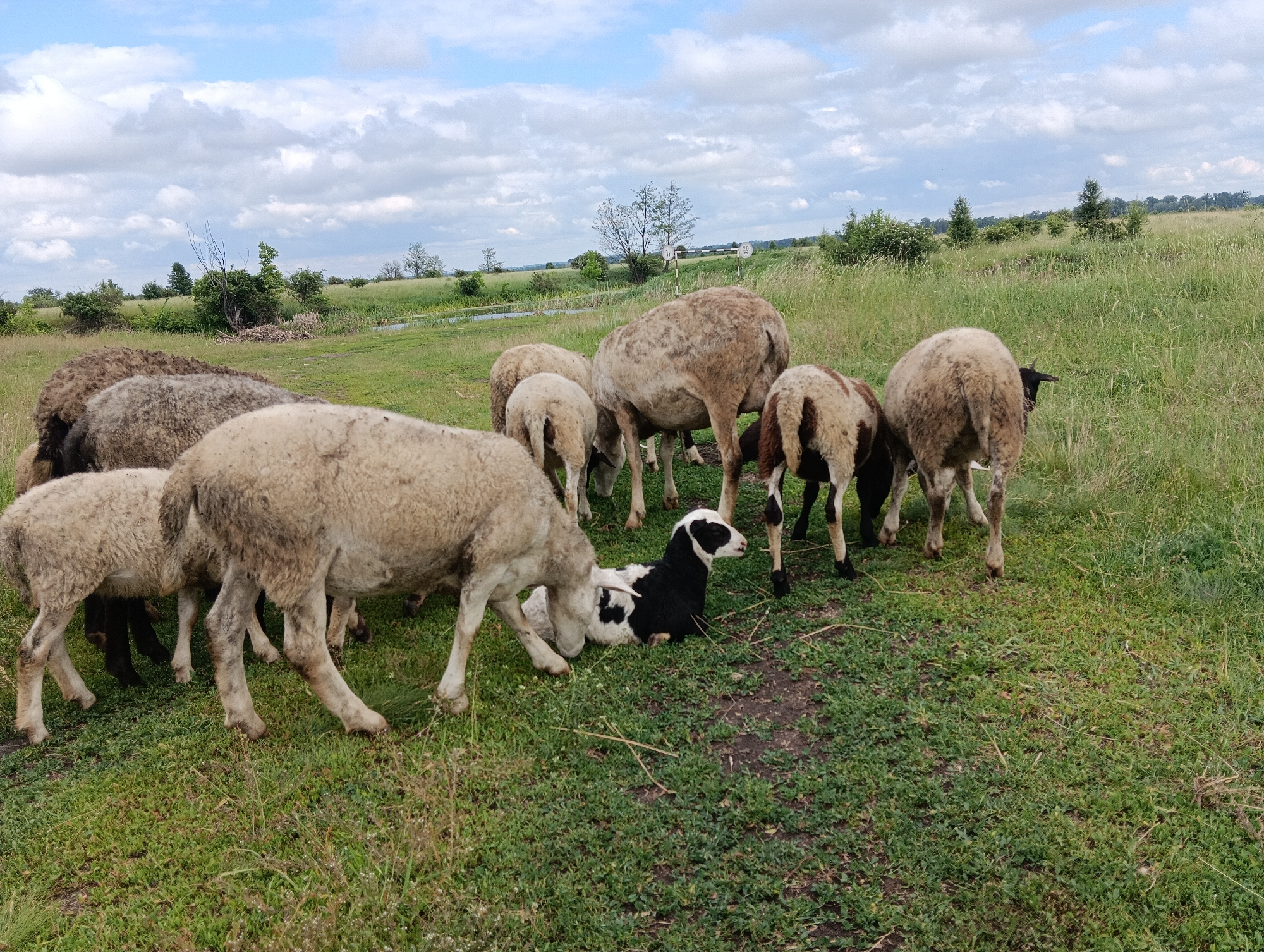 In an open, grassy field with a body of water in the background, a flock of sheep grazes under a cloudy sky. The sheep are predominantly white and light brown, with one black and white lamb lying down. The lamb is in the foreground, positioned between two adult sheep. The environment is rural, with trees and foliage dotting the landscape. No people are visible in the image.