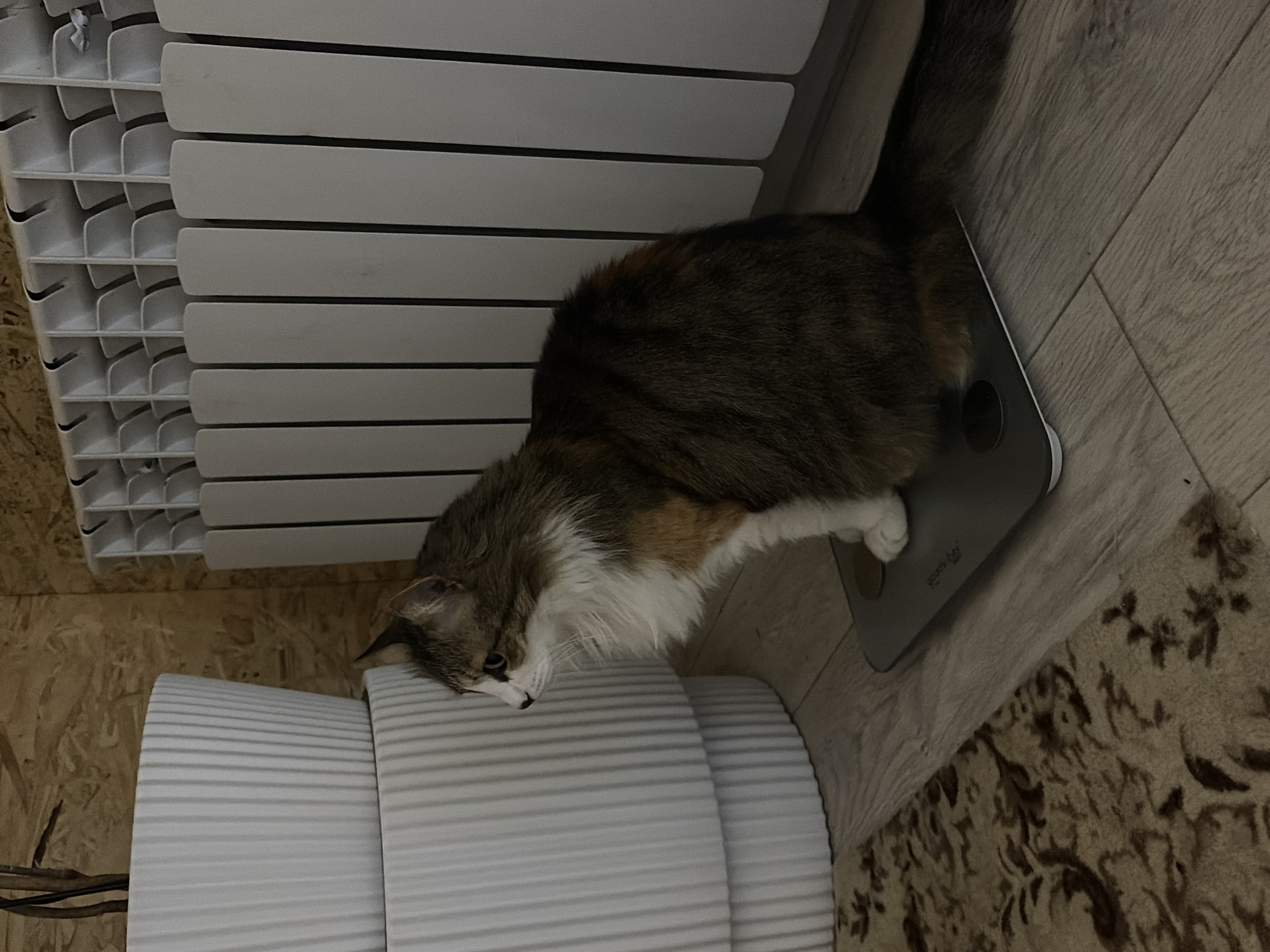 A cat is lying on a digital scale. The scale is on a floor with a patterned rug, next to a white radiator. A second white radiator is visible to the left. The wall behind the radiators appears to be made of wood panels. The location is Chaikovsky, Russia, based on metadata.