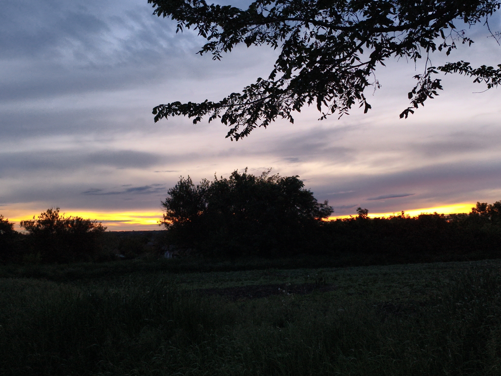 A landscape photograph taken in an unknown location shows a rural scene at sunset. In the foreground is a field of tall grass. A dark treeline stretches horizontally across the middle ground. The sky transitions from grey and pink hues near the top of the frame to a vibrant orange along the horizon, indicating a sunset. A silhouetted tree branch with leaves is positioned in the upper right of the frame. The image is somewhat underexposed, particularly in the foreground, making details difficult to discern.