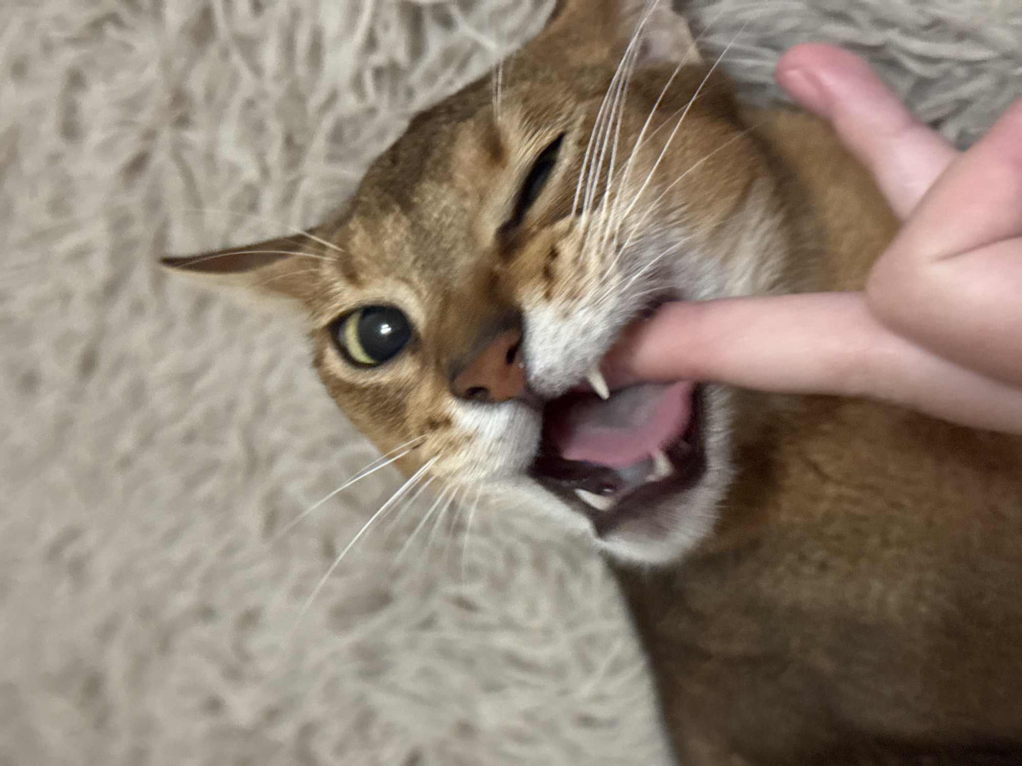 An Abyssinian cat is in a close-up shot, its mouth open and teeth exposed as it bites a human finger. The cat's fur is a mix of tawny brown and gold, with distinct ticking. Its eyes are wide and green, with one eye appearing slightly squinted. The cat is lying on a soft, beige, furry surface, possibly a rug or blanket. The human finger is pink and appears to be held between the cat's canines and incisors. The background is a soft-focus rendition of the same beige furry material. There is no discernible information or context related to the city of Chaikovsky, Russia.