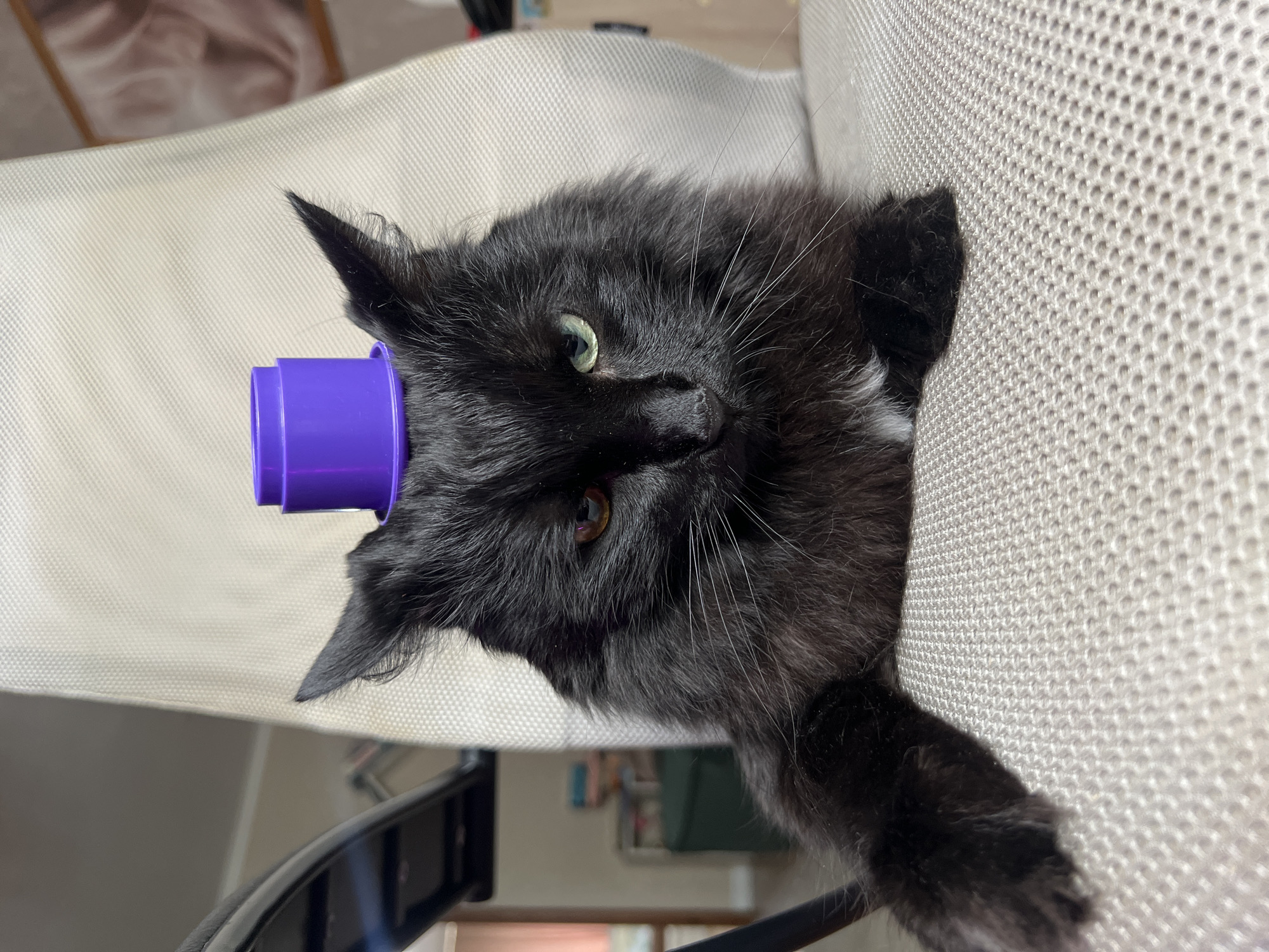 A fluffy black cat with green eyes is lying on its side on a textured, light-colored fabric surface. A small, purple cylindrical object is placed over its head, resting just above its ears. The cat's fur is long and appears soft. The background shows a blurry interior setting with hints of furniture and what might be a window. The image is brightly lit, suggesting it was taken during the daytime, possibly indoors. The cat's expression is neutral, and it appears relaxed. The scene is likely a casual home environment in Chaikovsky, Russia.
