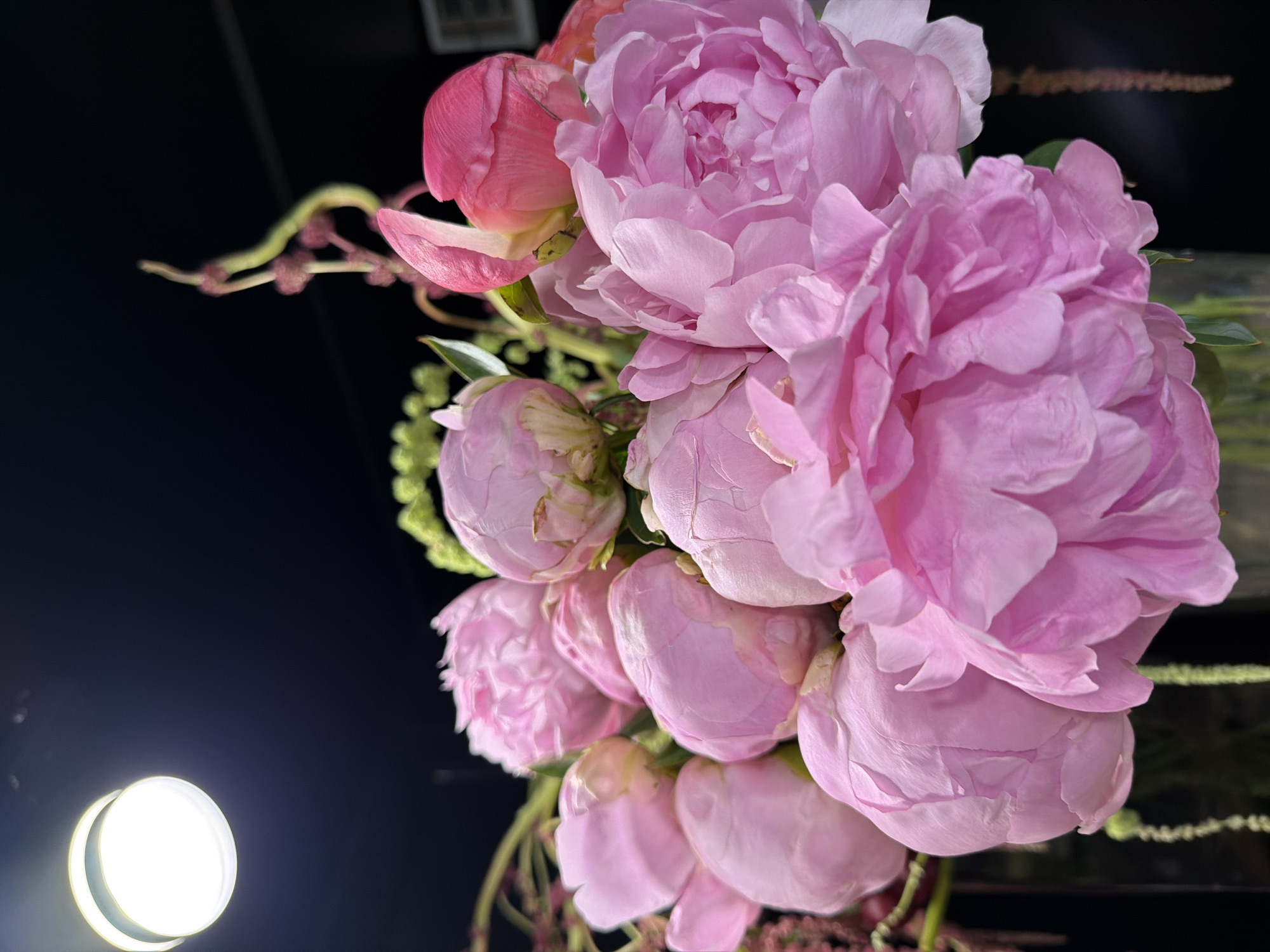 This is a close-up, low-angle shot of a bouquet of pink peonies against a dark background. The lighting is dramatic, with a bright, diffused light source visible in the bottom left corner, casting a soft glow on the lower part of the bouquet. The peonies are the central focus, with their soft, layered petals in various stages of bloom, from tightly furled buds to fully opened flowers. Their pink hues range from delicate pastels to deeper shades. Interspersed with the peonies are hints of greenery and delicate, thin stems with small, dark buds. The dark background creates a stark contrast, making the vibrant colors of the flowers stand out. The overall mood is elegant and perhaps a bit melancholic due to the dark setting and the focus on the transient beauty of the flowers. There is no visible text in the image. The setting appears to be indoors, possibly a dimly lit room or studio, given the artificial light source and the dark, featureless background.