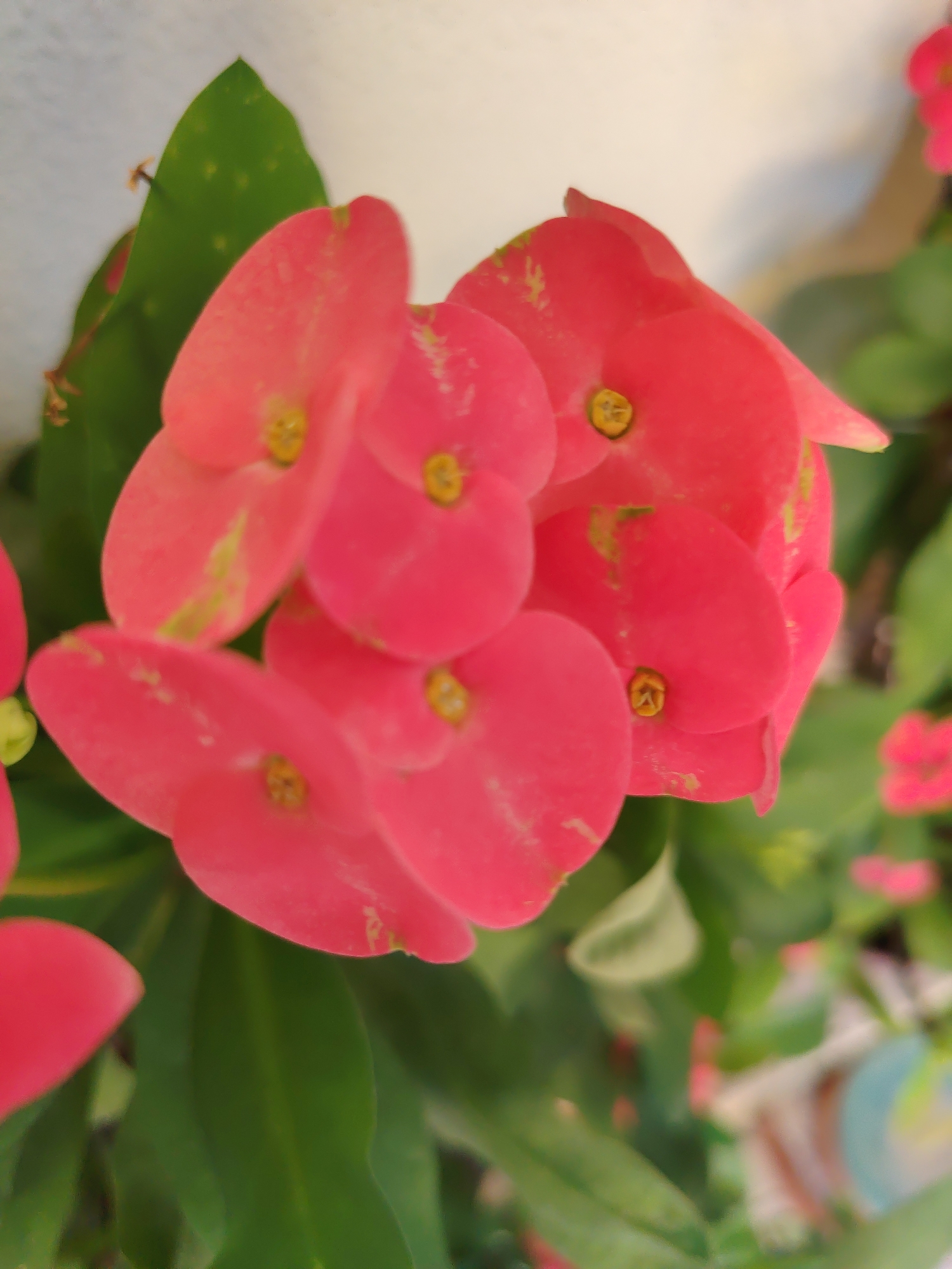 The image shows a close-up of vibrant pink flowers, possibly Crown of Thorns (Euphorbia milii), with green leaves. The flowers are clustered together, with some in sharper focus than others. The background is a blurred off-white surface, likely a wall. There are no people or specific landmarks visible that would indicate a location in Konyaaltı, Turkey. The scene depicts a detail of a plant, likely in a garden or potted setting.