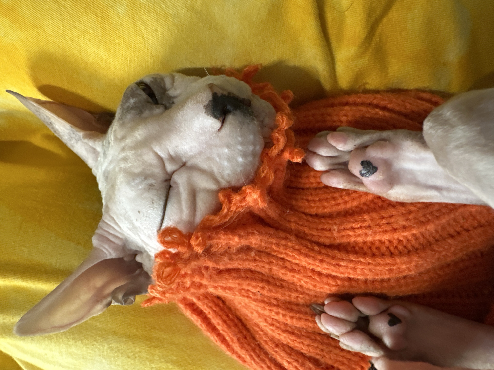 A Sphynx cat is sleeping on a yellow surface, wearing an orange knitted scarf or sweater. The cat's eyes are closed, and its ears are prominent. Both of its front paws are visible, and each has a small black heart drawn on the paw pad. The cat appears to be relaxed and comfortable. The yellow surface is textured and appears to be fabric, possibly a blanket or cushion. The image is a close-up shot, focusing on the cat and its immediate surroundings. No specific location in Togliatti, Russia is discernible from the image.