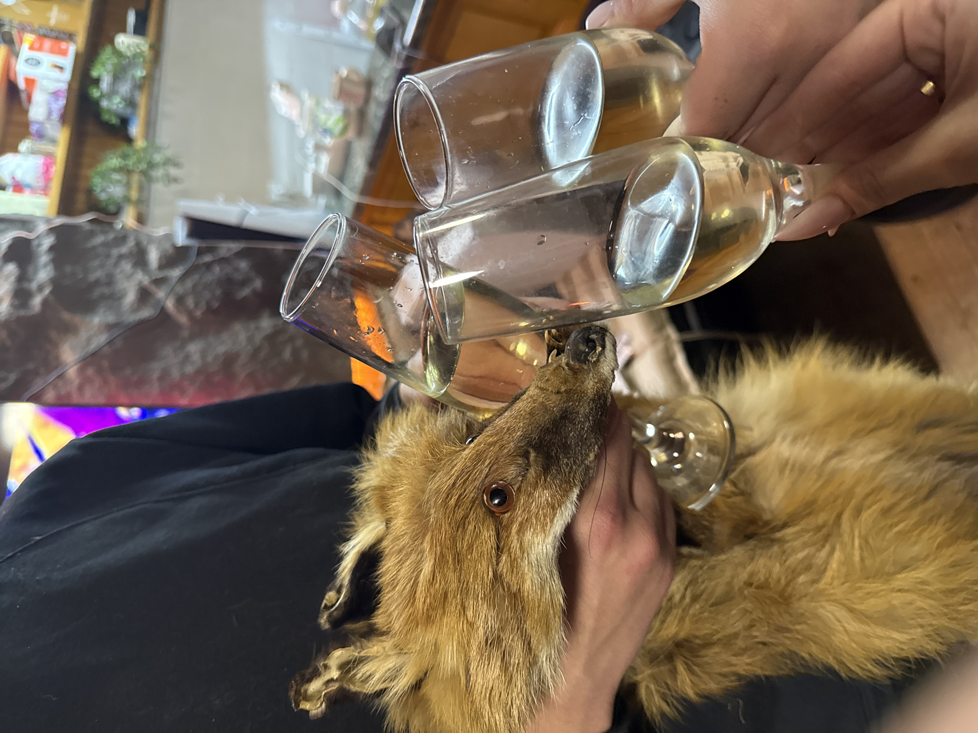 A human holds three champagne glasses filled with a light-colored liquid over a taxidermied fox. The location is unknown, and there is no information about Lilkovo, Bulgaria. The human hands are visible, grasping the stems of the glasses. The fox taxidermy is detailed, showing fur texture and facial features. The background is out of focus but includes shelves with various objects.