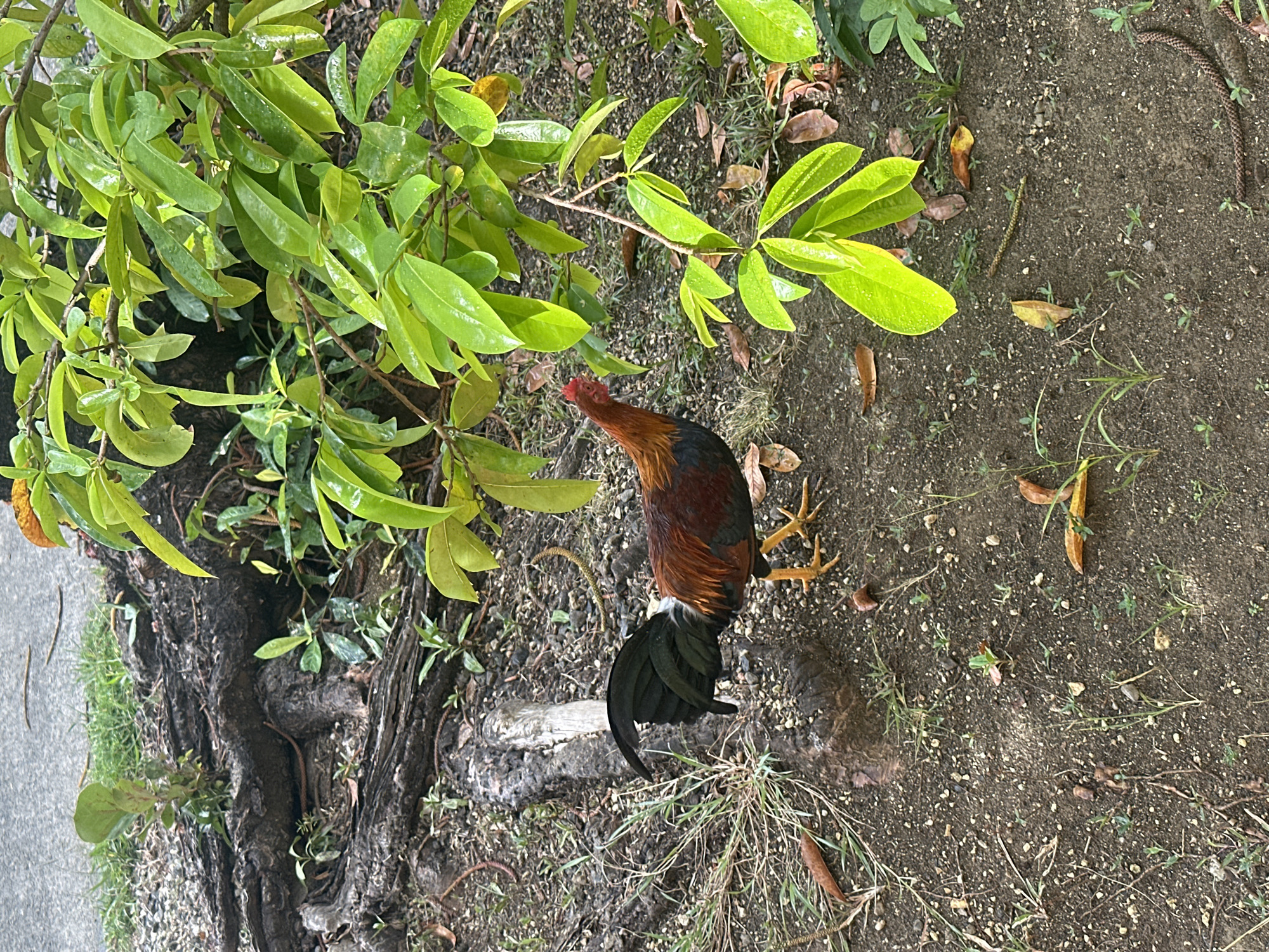 The image depicts a rooster standing on dirt ground, partially shaded by a leafy green plant. The rooster is reddish-brown with black tail feathers. The ground has scattered dead leaves and twigs, with sparse grass growing. A tree root is visible on the left. The image was taken in Le Gosier, France.