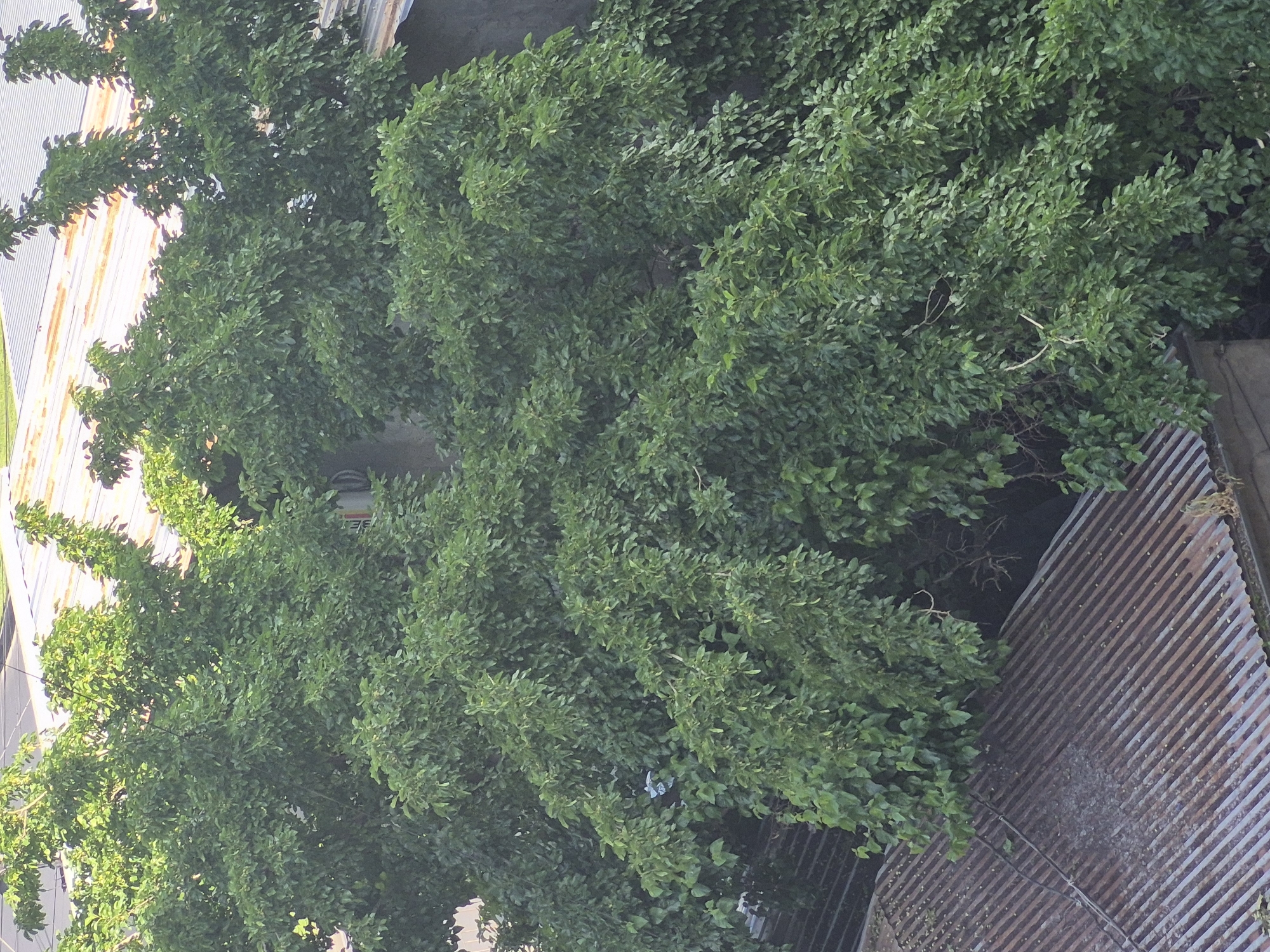 The image displays a lush, dense canopy of green trees viewed from an elevated perspective, looking downwards. The vibrant foliage fills the majority of the frame, showcasing various shades of green indicating different light exposures and depths within the tree. Sunlight brightly illuminates the upper surfaces of the leaves.
On the left side of the image, the edge of a light-colored, possibly white or weathered corrugated metal roof is visible, reflecting the bright sunlight. On the lower right, a section of a darker, textured corrugated metal roof appears, showing signs of wear or rust, with distinct diagonal grooves. Interspersed within the thick tree cover, some bare branches can be seen poking through the leaves. In the mid-ground, nestled within the foliage, a small, crinkled white object, possibly a piece of plastic or paper, is noticeable. A faint, unidentifiable building structure or wall is barely visible through the leaves in the top right, with some extremely blurry and unreadable text or a logo on it.
No people are present in the scene. The overall impression is one of natural greenery coexisting with urban structures. The bright illumination suggests a clear daytime. Given the context of Yerevan, Armenia, this scene likely depicts trees growing alongside buildings in an urban or semi-urban environment.
