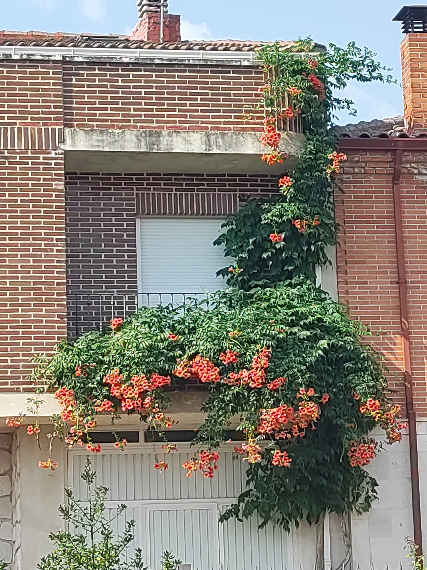 The image shows a close-up of a building facade adorned with vibrant orange trumpet-shaped flowers cascading down from a balcony. The building is constructed with reddish-brown brick, and a white-slatted window is visible behind the lush greenery. A metal railing borders the balcony. The scene is bathed in natural daylight. The location is specified as Traspinedo, Spain.
