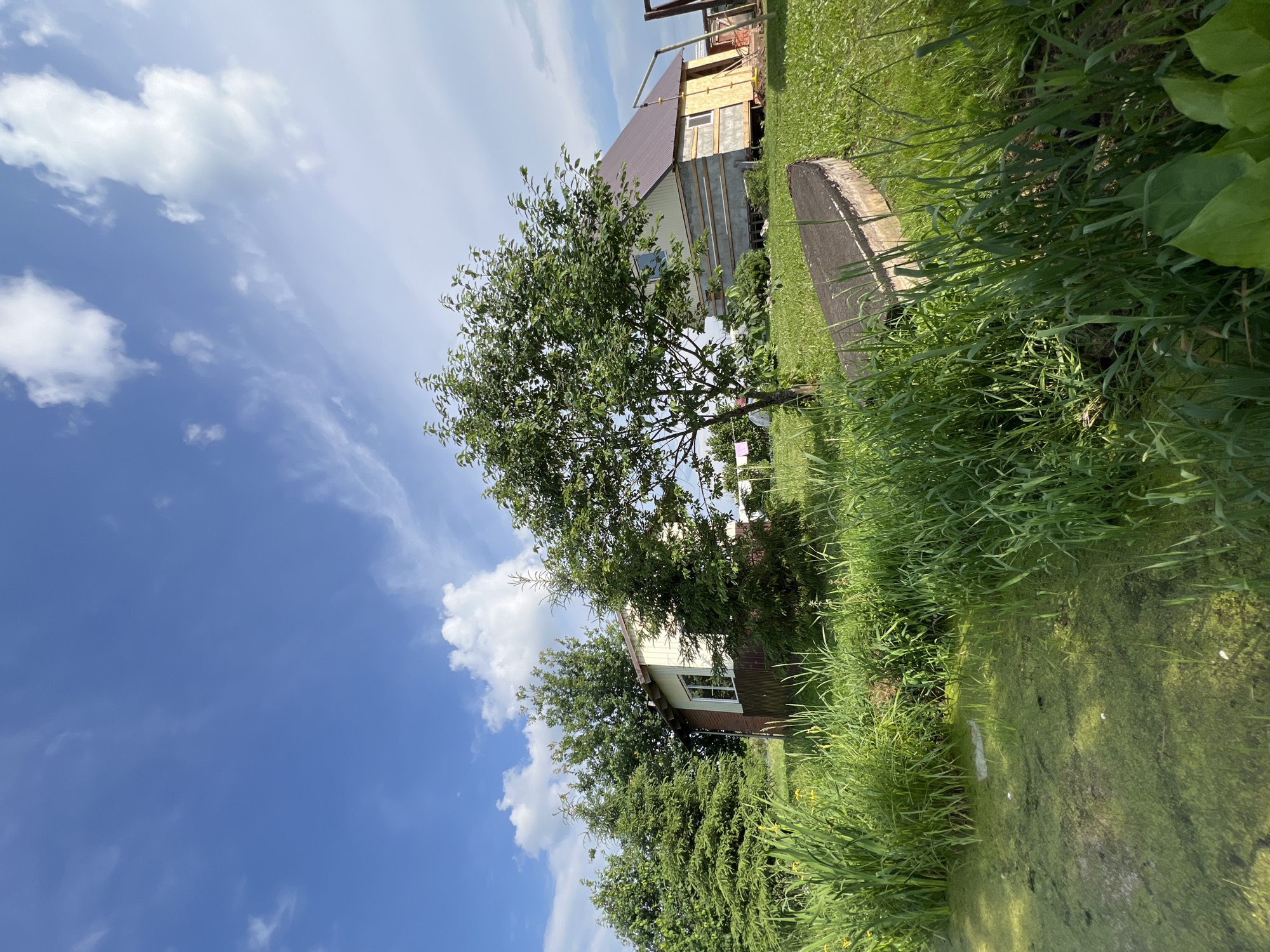 A bright, wide-angle, eye-level, outdoor photograph taken on a sunny day in Al'nyash, Russia, depicts a rural scene with two modest houses, lush green vegetation, and a small body of water. In the foreground, to the left, is a murky pond with green algae covering its surface. Tall green reeds and grasses border the pond. To the right of the pond, an old, weathered wooden boat rests on the grassy bank, positioned diagonally from the viewer.
Behind the reeds, a small, light-colored house with a dark brown metal roof is visible. It has a single window with a white frame and dark brown corrugated siding on the lower portion of its walls. Adjacent to this house, to its left, are several mature evergreen trees.
Further to the right and slightly behind the first house is a larger, unfinished or partially constructed house. This structure has a steeply pitched dark brown metal roof and its lower walls appear to be unfinished concrete blocks, with some wooden framing visible. A large deciduous tree with a full canopy of green leaves stands in front of this house, partially obscuring it. The background shows more green trees and a bright blue sky with scattered white clouds. The overall impression is of a quiet, simple, and somewhat rustic residential area.