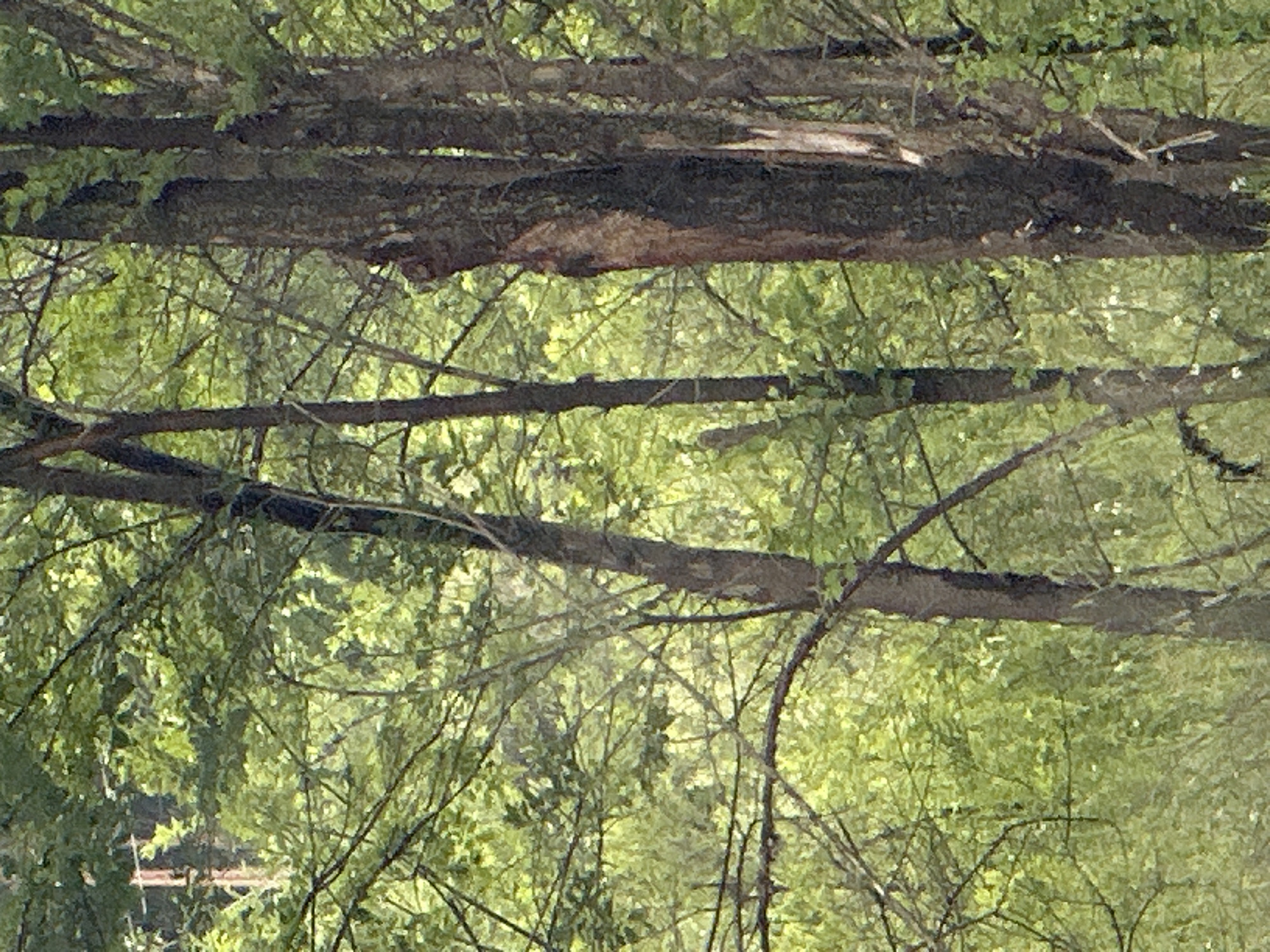 The image depicts a dense forest scene with the focus on several tree trunks in the foreground. The trees are dark brown and textured, with some appearing to be dead or damaged. Lush green foliage fills the background, creating a dappled light effect. The overall impression is one of a natural, untamed environment. The location is specified as Unknown, Unknown.