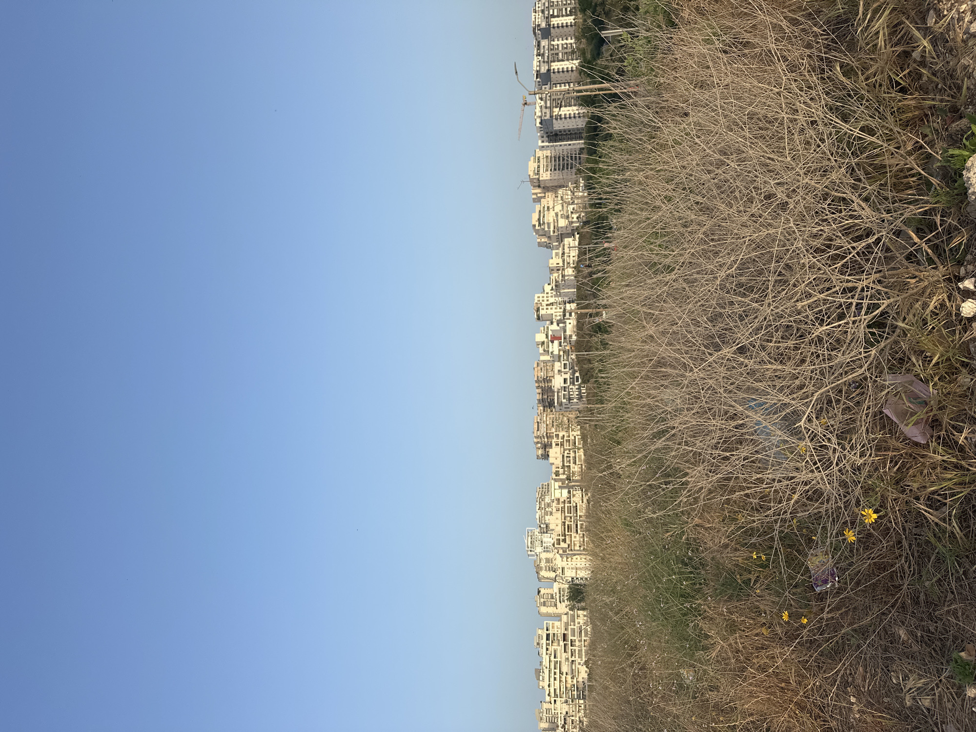 The image shows a view from a dry, overgrown field towards a line of apartment buildings in Tel Aviv, Israel. The sky is clear and blue. A construction crane is visible among the buildings. Debris and some yellow wildflowers are scattered in the foreground.