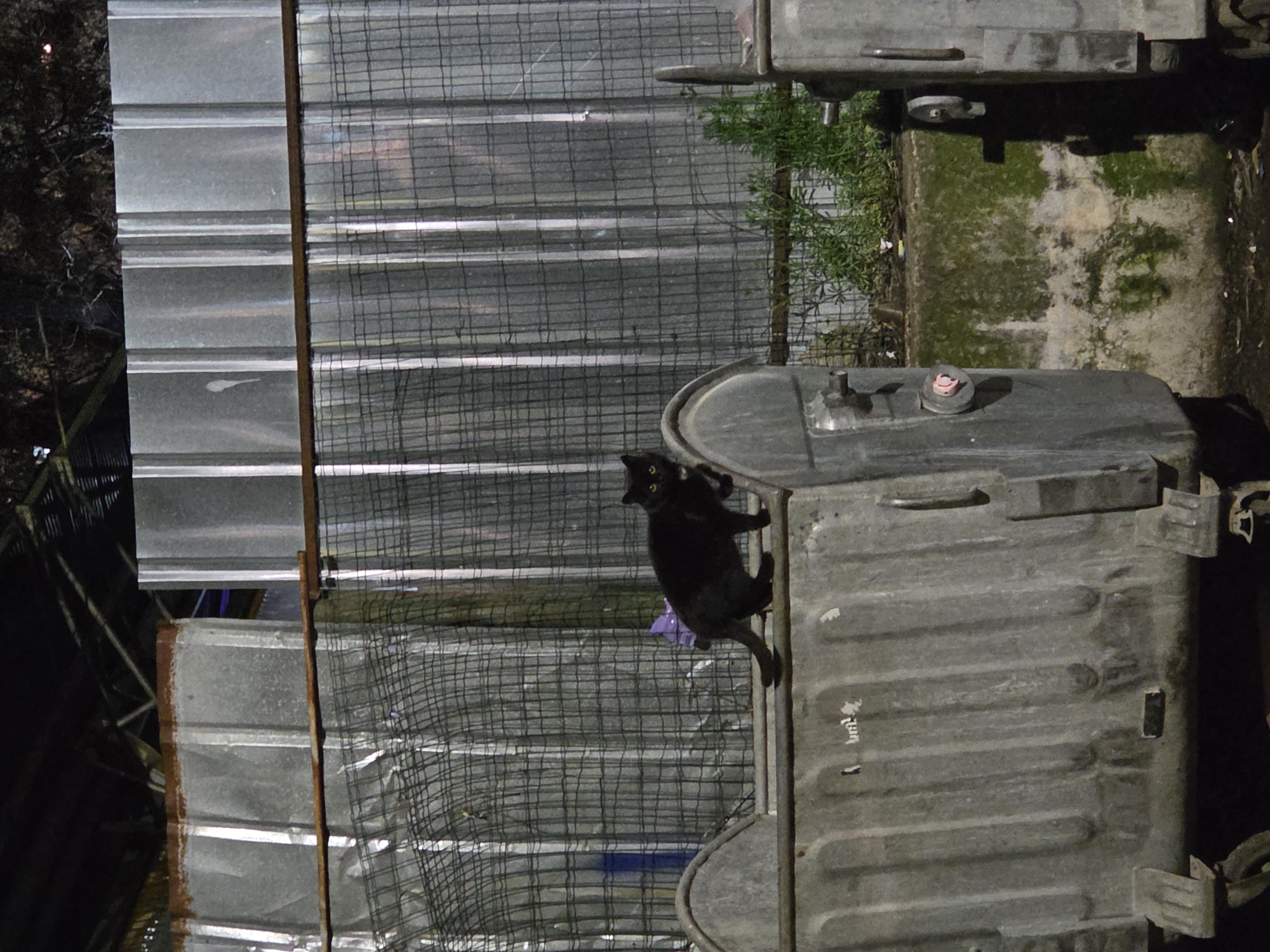 A black cat is perched on the lid of a metal trash container. The container is located in Pleven, Bulgaria. A metal fence is behind the container.