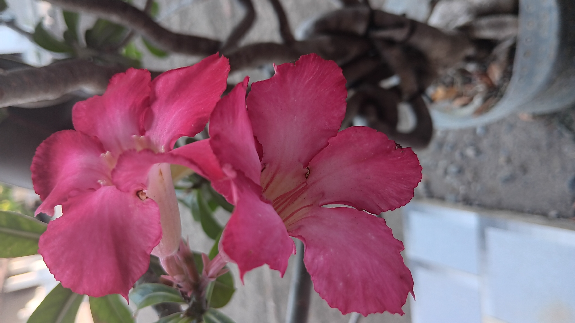 The image shows a close-up of two pink desert rose flowers in bloom. The flowers are the primary subject, with their petals displaying a gradient of color from a deep pink at the edges to a lighter pink and yellow near the center. The texture of the petals is smooth and slightly waxy. Some dark specks, likely pollen or small insects, are visible on the petals.
Behind the flowers, the thick, gnarled branches of the desert rose plant are visible, along with some green leaves. The plant appears to be growing in a pot, part of which is visible at the bottom right of the frame. The pot is light-colored and has a textured surface.
The background is out of focus, suggesting a shallow depth of field. Elements in the background include what appears to be grey gravel or soil on the ground, and some pale, rectangular objects that could be paving stones or building elements. A blurred, brown object, possibly a tree trunk or a darker part of the plant, is also visible. The overall lighting suggests an outdoor environment, possibly in the afternoon. There are no people or animals present in the image. The location is identified as Sonobekel, Indonesia.