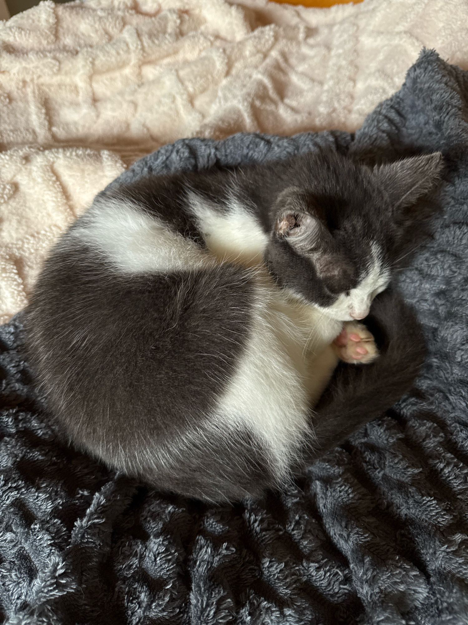 A gray and white kitten is curled up asleep on a dark gray fuzzy blanket. The kitten's body is coiled into a tight ball, with its head tucked into its paws. Its fur is short and soft, and its eyes are closed. The kitten's paws are pink and delicate, and its tail is wrapped around its body. The blanket is thick and plush, and it appears to be very comfortable. The kitten is in a state of deep sleep, and it looks very peaceful. There is a light beige, textured blanket partially visible behind the dark gray blanket. The background is out of focus, but it appears to be a room. There are no people or other animals visible in the image. The image is well-lit, and the colors are natural. The kitten is the clear subject of the image, and it is presented in a way that emphasizes its cuteness and vulnerability. The image does not contain any identifiable geographical landmarks or elements that would allow for its localization in Hiệp Thạnh, Vietnam.