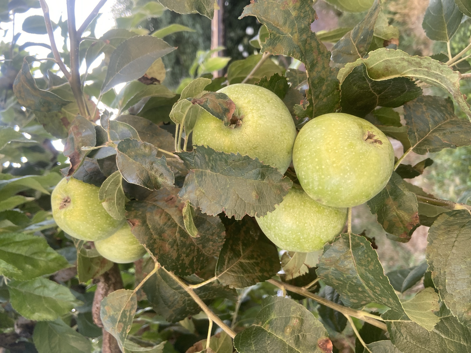 A cluster of unripe green apples hangs from a tree branch amidst foliage. The apples are round and speckled with small white dots. Some of the leaves are browning and appear damaged. The background is softly blurred, suggesting an outdoor setting.