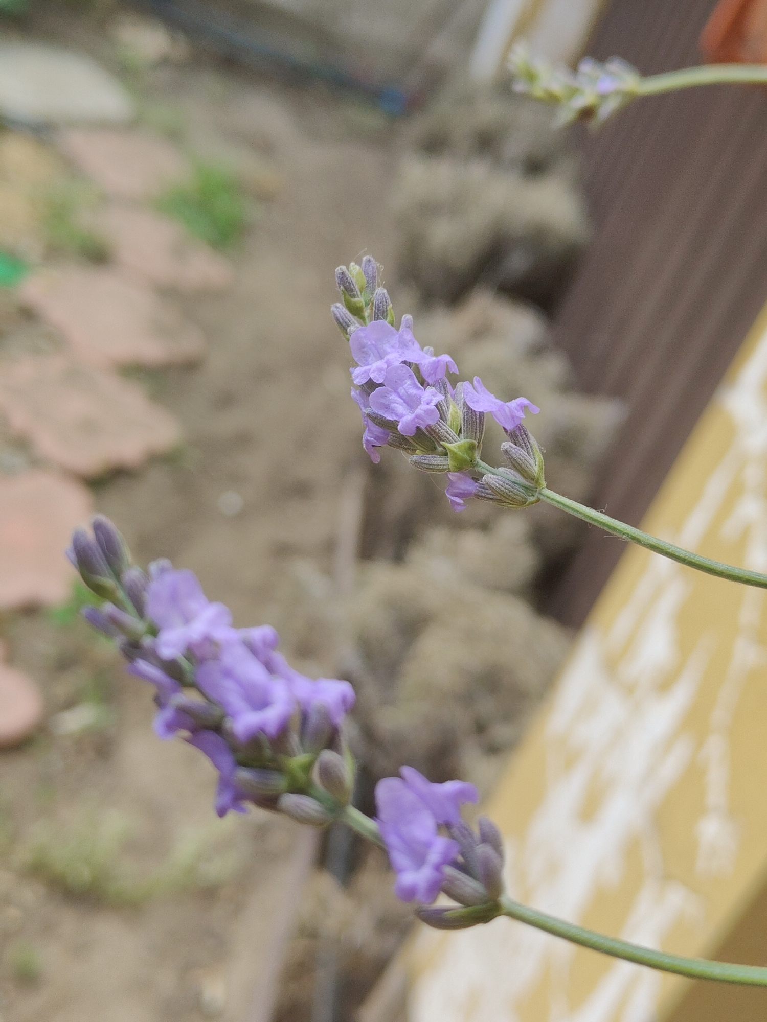 A close-up, shallow depth of field outdoor shot focuses on two lavender flower spikes with purple blooms and green buds. The spikes are positioned at an angle, with the lower one more prominently featured. The background is blurred, showing a sandy ground with stepping stones and a wooden fence.